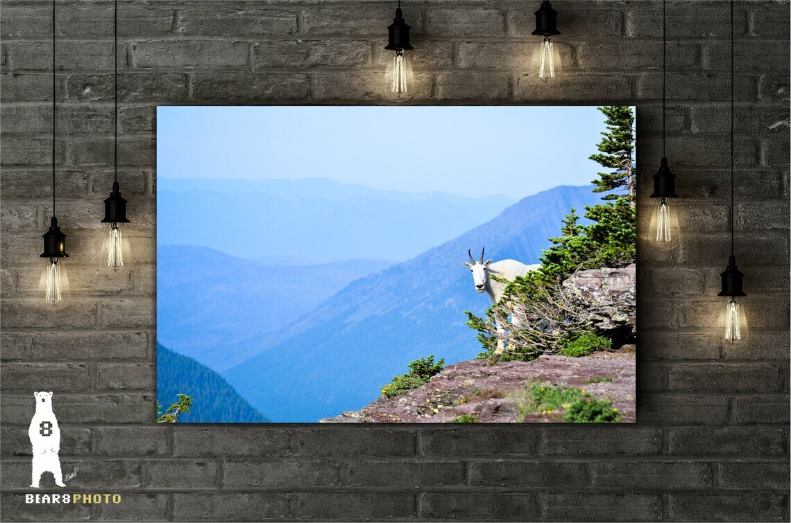 Mountain Goat Wildlife Photography Prints – Glacier National Park, Montana