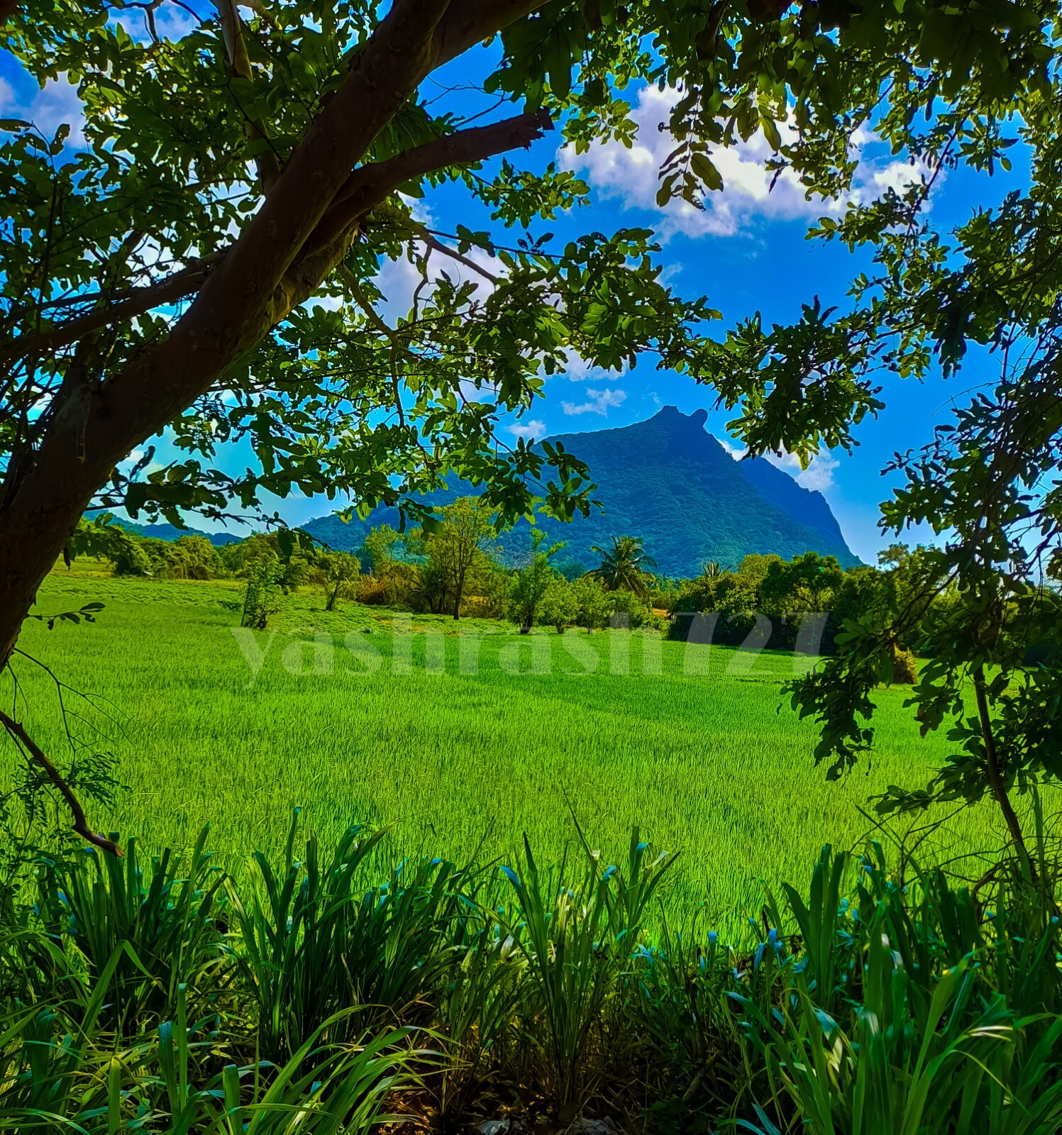 Digital Image Picture Photo Wallpaper Background Nature Landscape Desktop Art