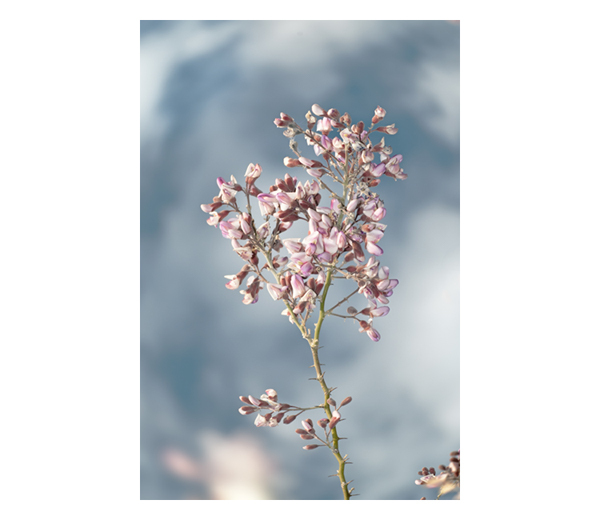 Photography Art Print with Frame of Lavender Wildflower Blossom of Ironwood Tree