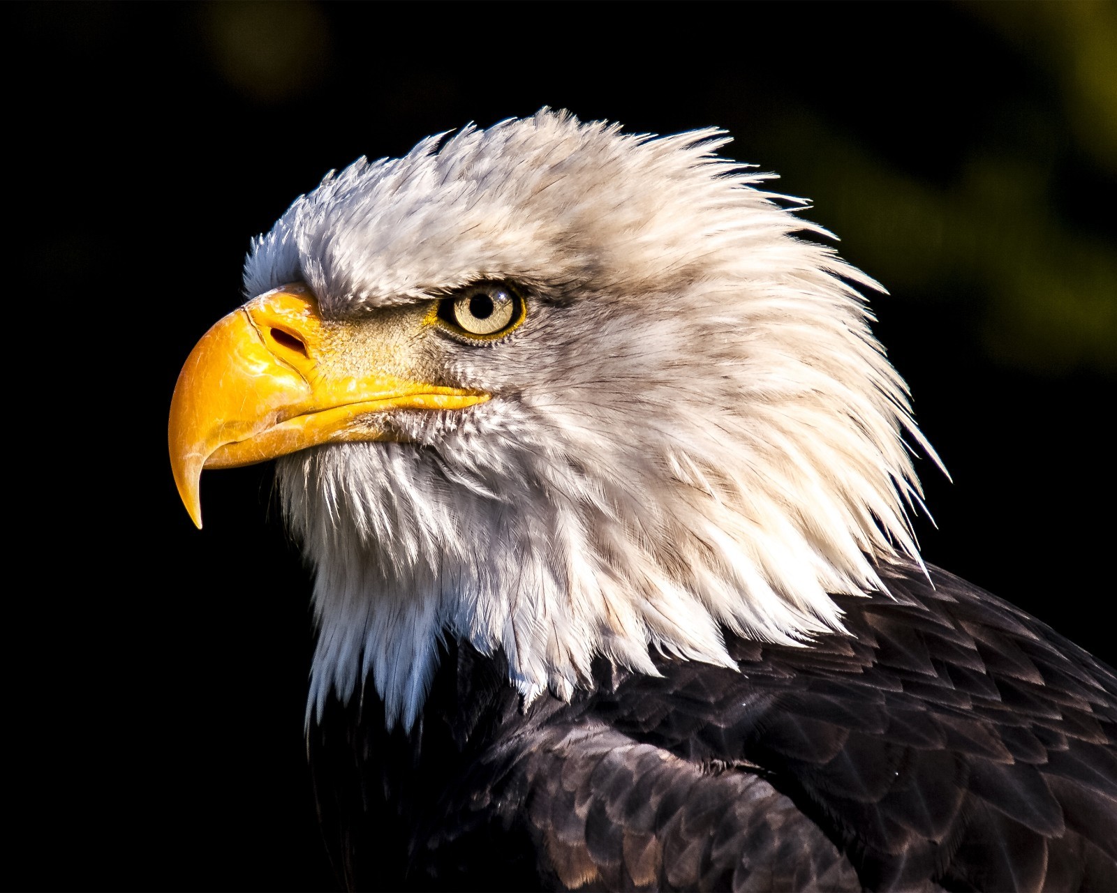 Bald Eagle #2 8×10 8″x10″ Photograph Print