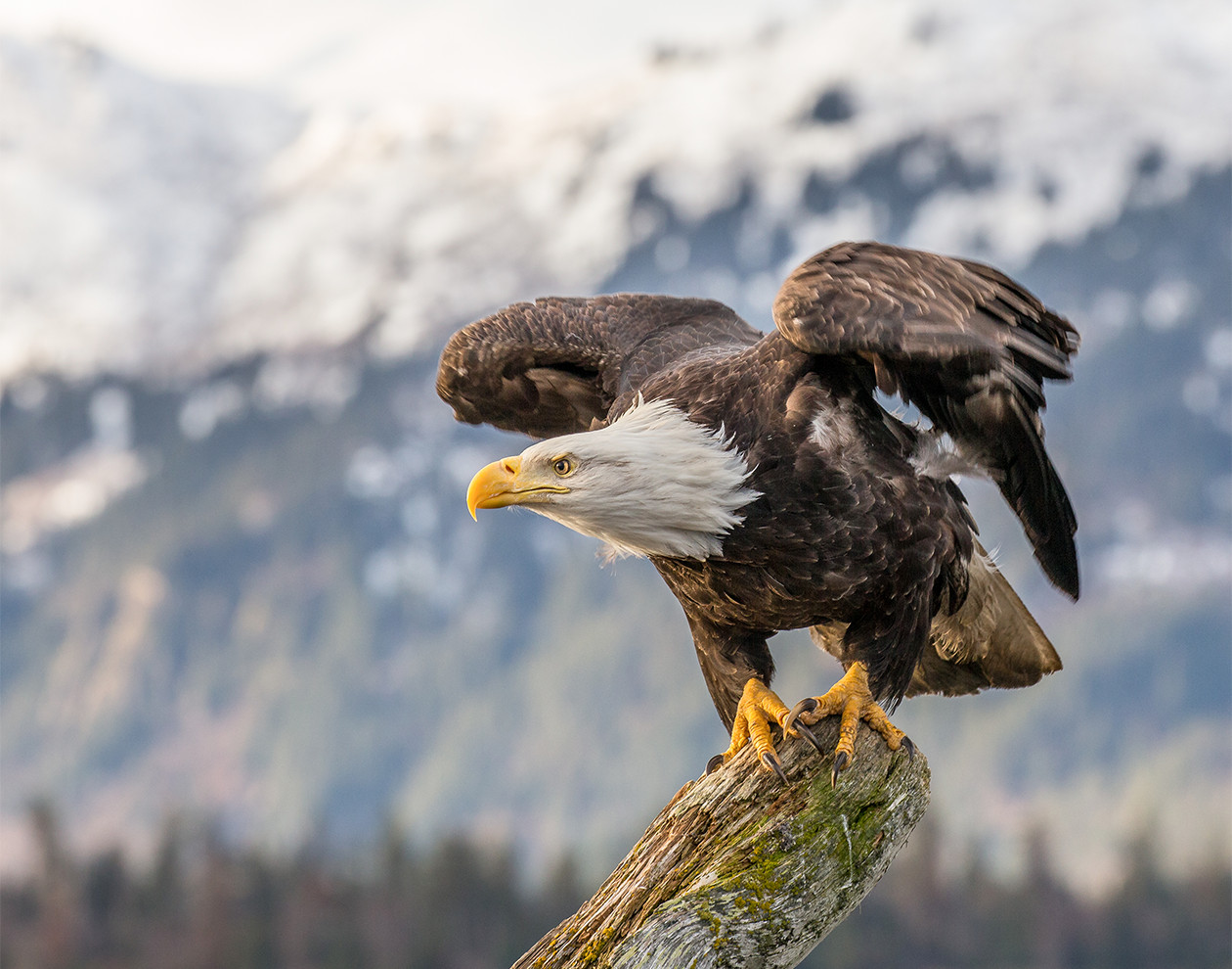 Bald Eagle about to fly in Alaska Photograph Print 11″x14″