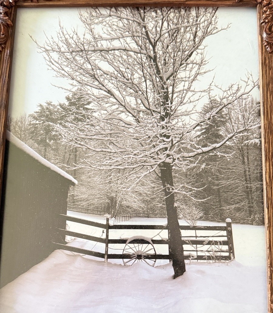 Original photograph, ‘Winter Maple’ by Serene Scenes in Maine, 8×10