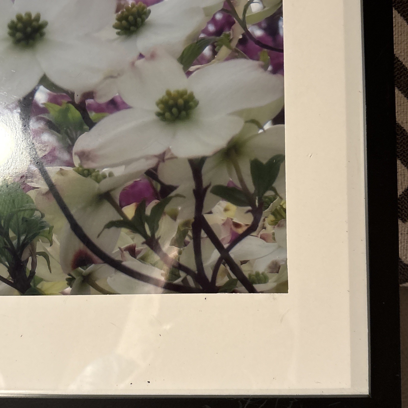 Nature photograph framed. color photograph, flowers, framed and matted. Dogwood