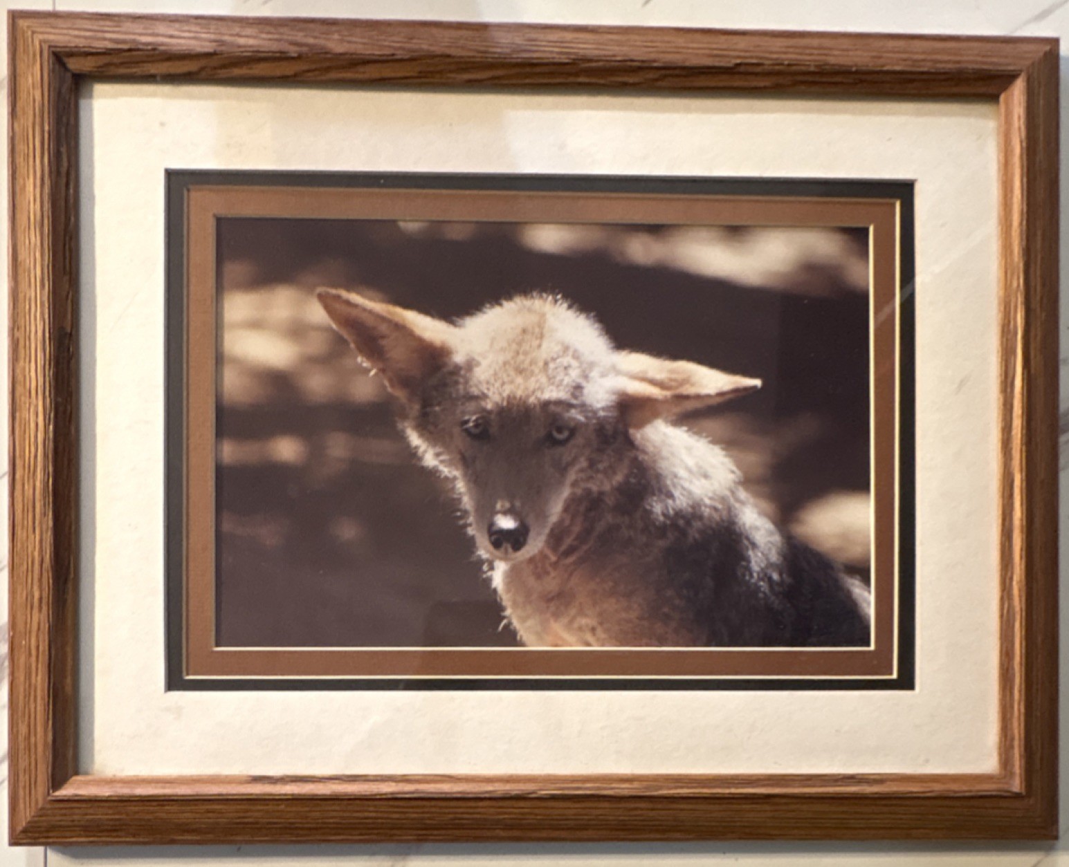 Gerry Lamarre Wildlife Photography Coyote Nature Art Print Framed Double Matted