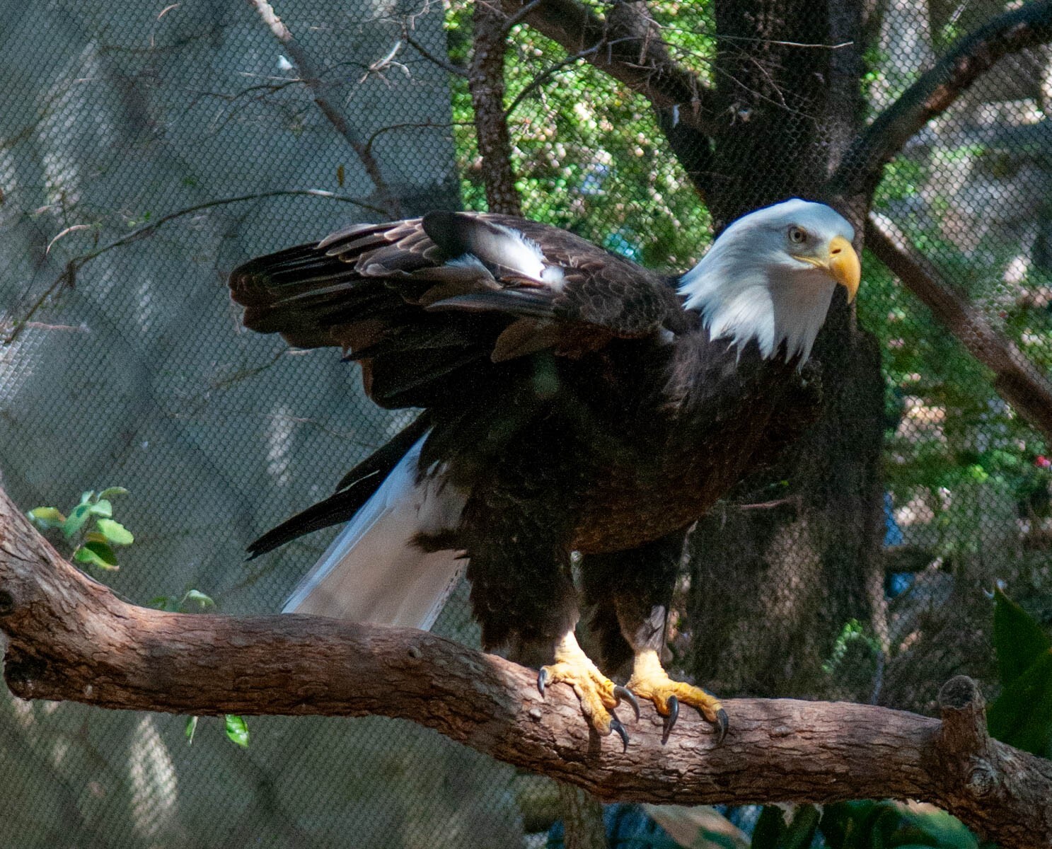 Digital Image Picture Photo EAGLE