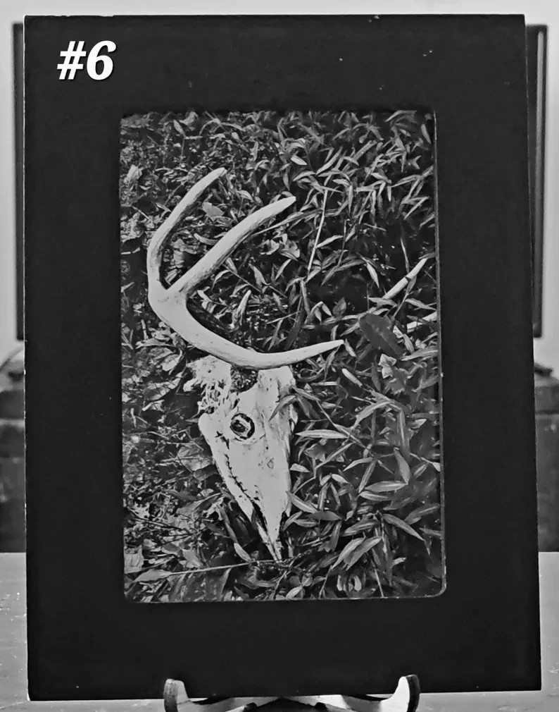 Framed Vulture Culture Photography: Pennsylvania Roadkill & Bones