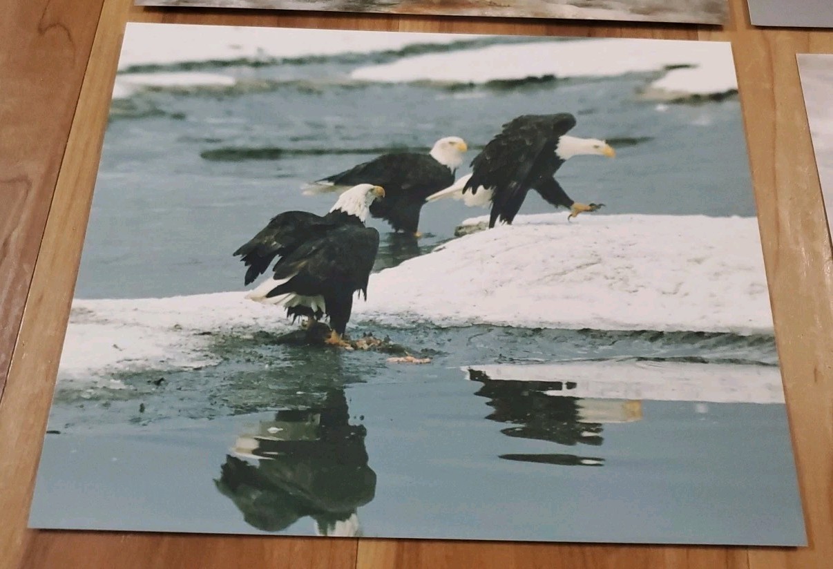 American Bald Eagle Print Pictures Lot of 4 Water Nature Preserve 8×10