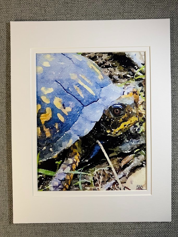 Box Turtle Digital Watercolor Original Art Photograph 8 X 10 Mat 11 X 14 Signed