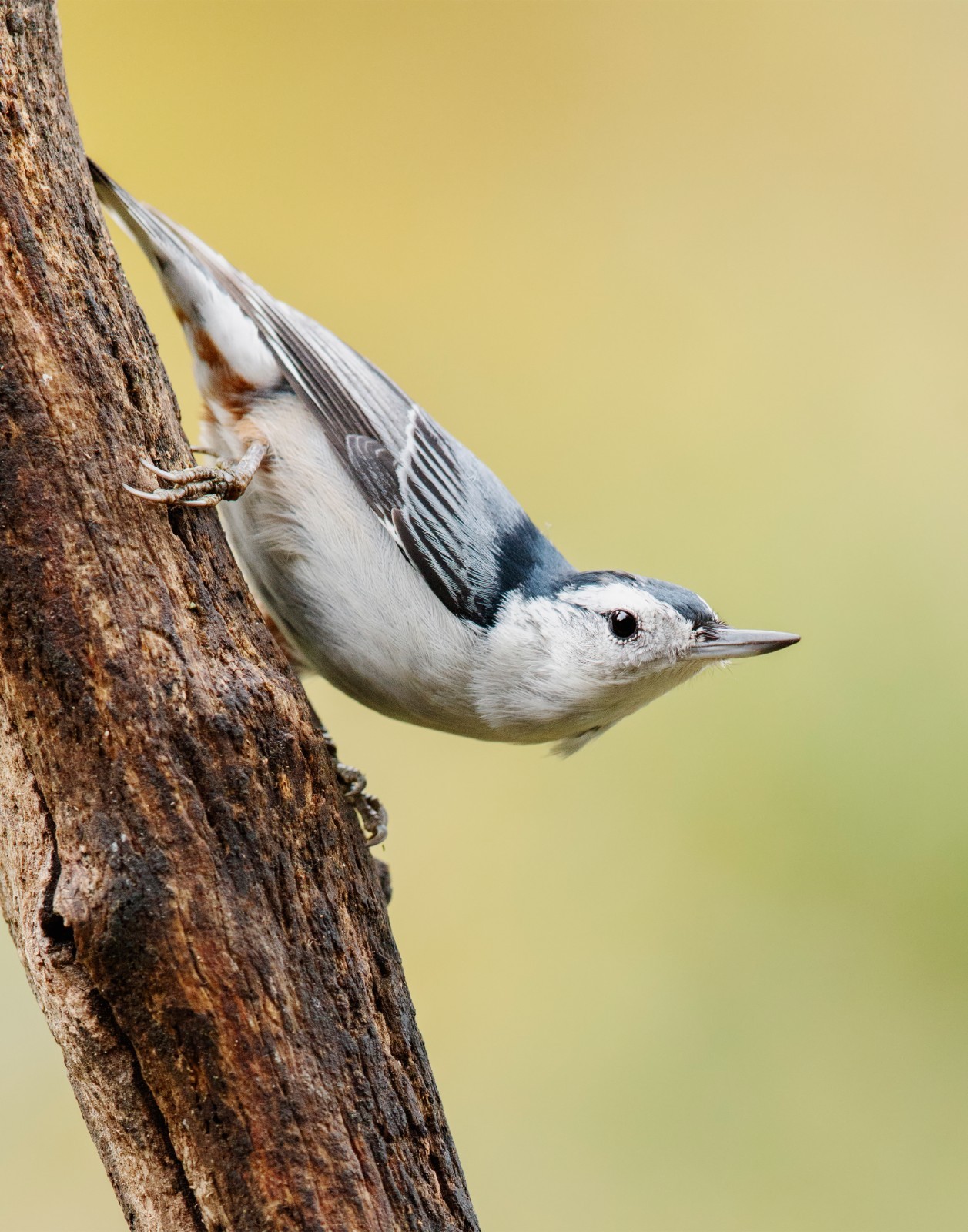 White-Breasted Nuthatch Bird 11×14 Photograph Print 11″x14″