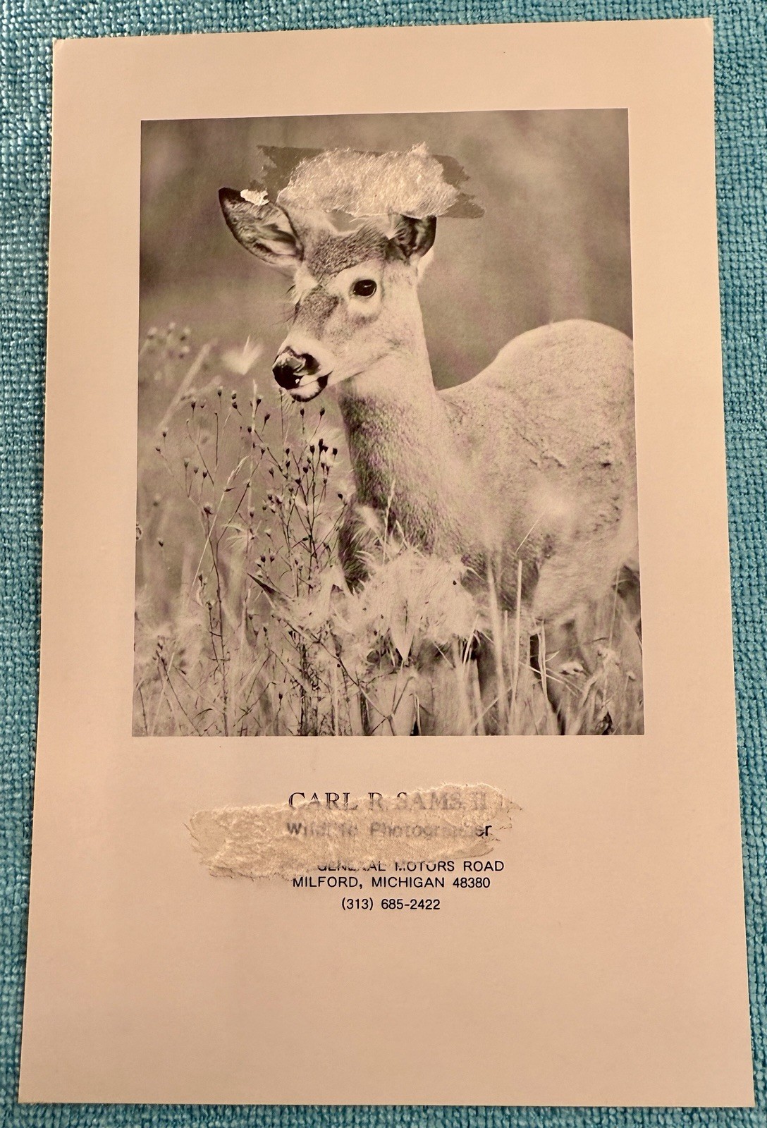 Framed Wildlife Photography “Porcupine In Snow W/Antler” Titled “Tina Turner”