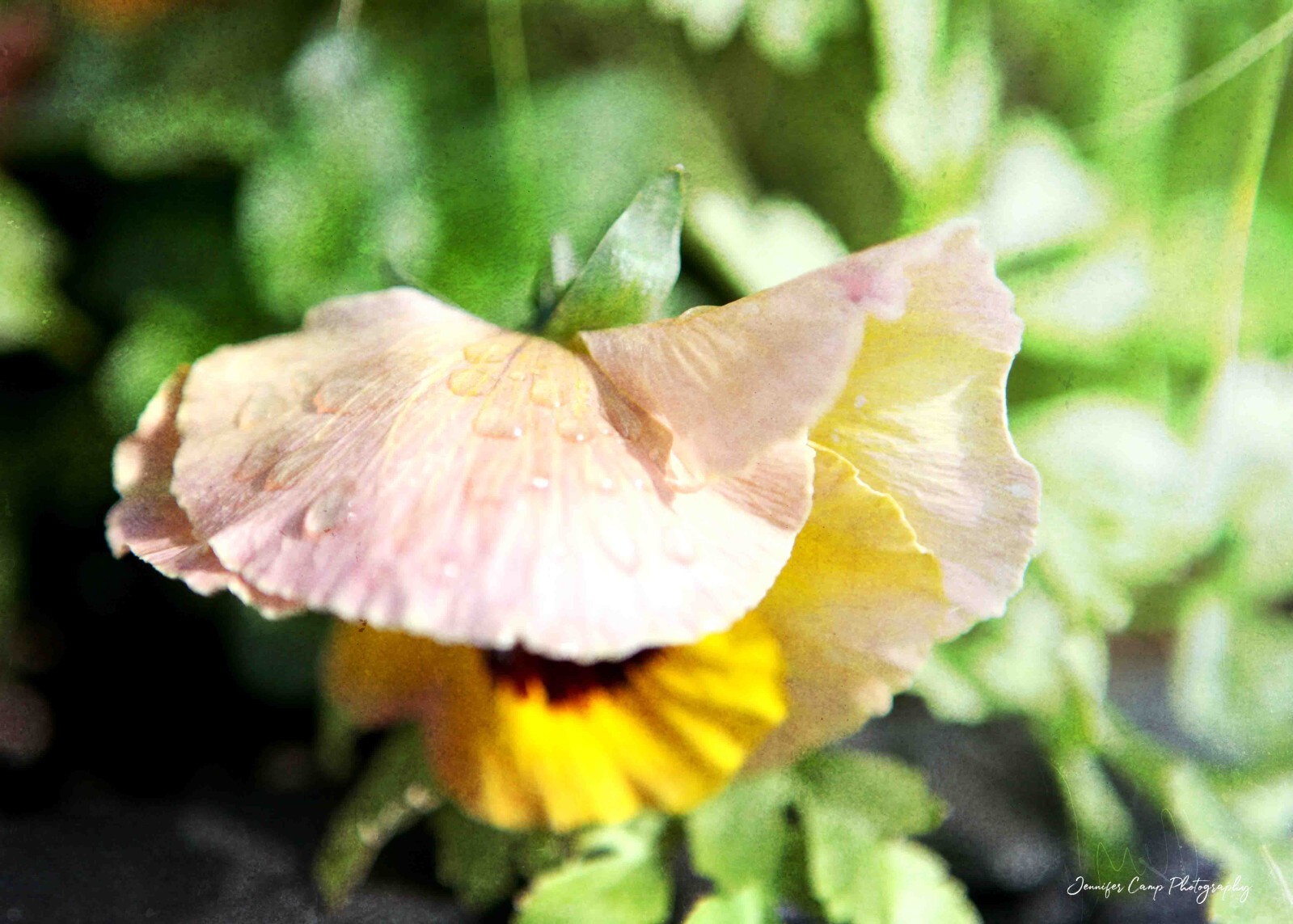 Yellow Poppy Flower Raindrop Home Decor, Wall Art, Bathroom Bedroom Photography