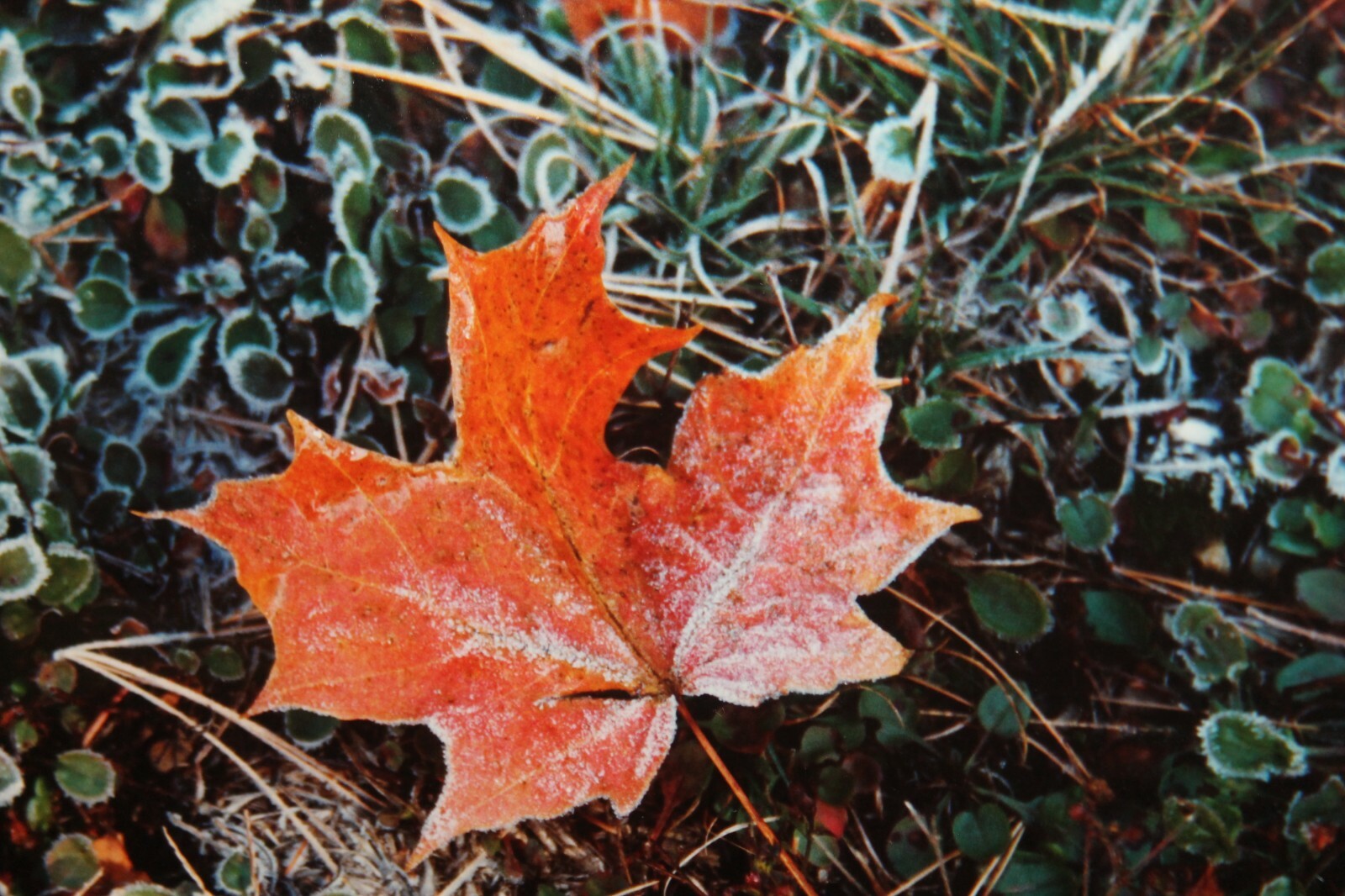 Vintage Signed 8×12 Photo W. Beebe East Tennessee Fall Leaf