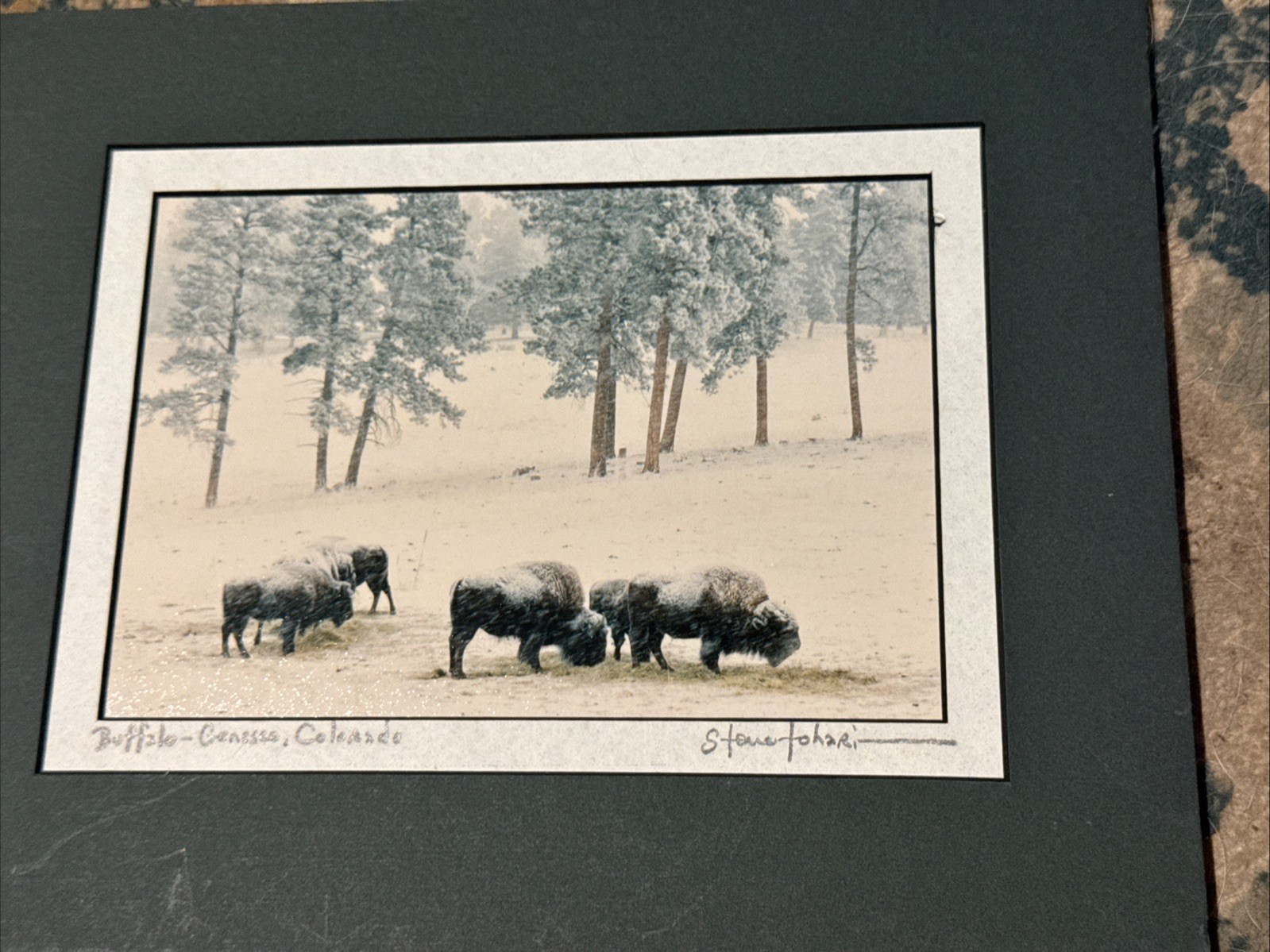 Steve Tohari Photograph of Colorado Buffalo in Winter Signed Framed & Matted