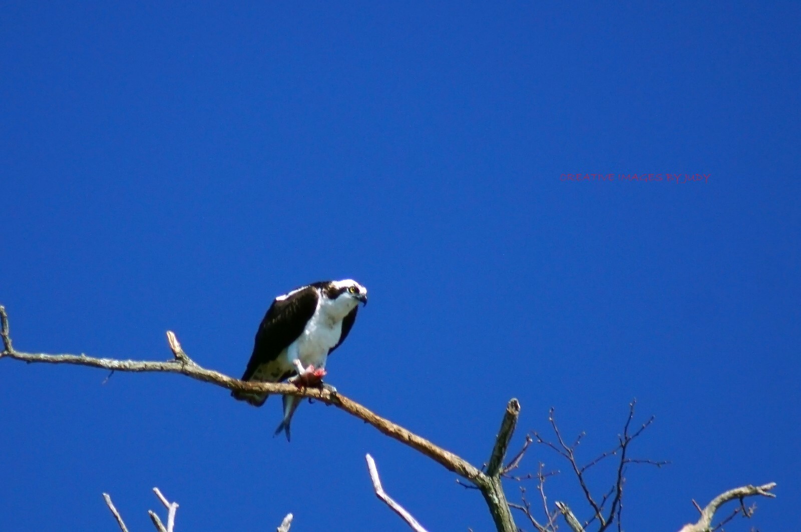 “I Can’t Eat When You Are Staring” Osprey Wall Art