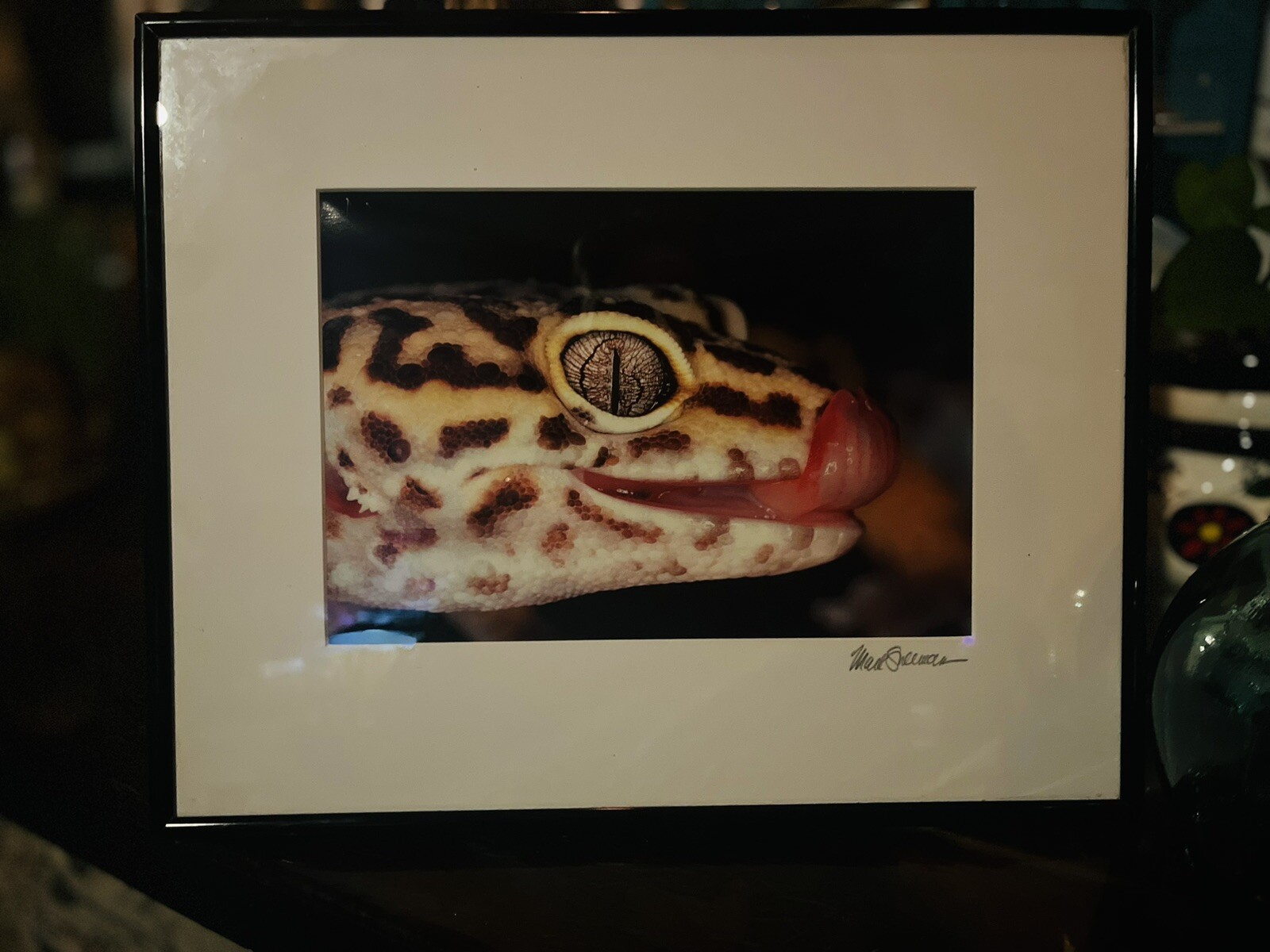The Leopard Gecko -Close-Up Reptile Photography- Artist Signed