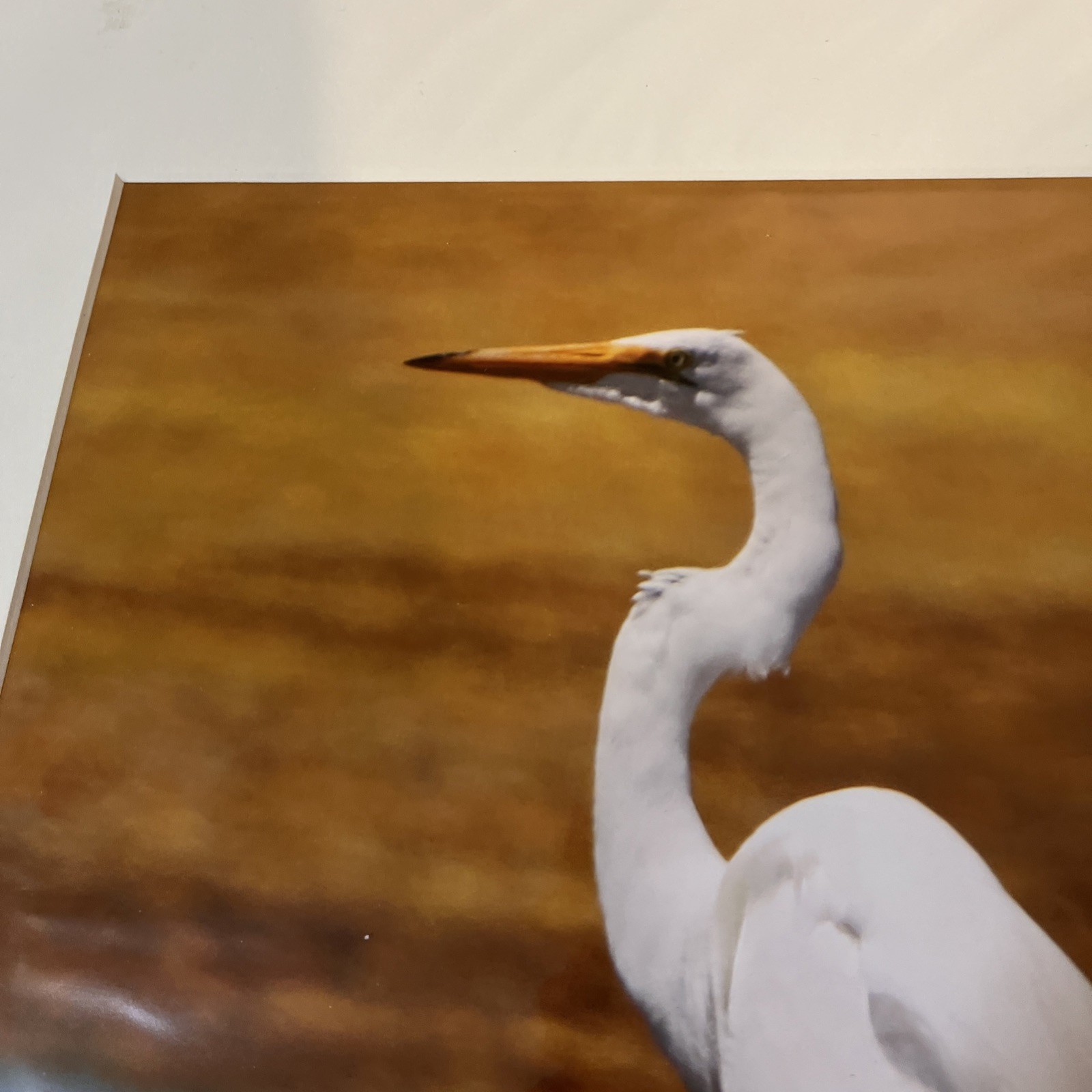 Common White Egret Matted Photo 16×20 Signed K. Fox Coyote Hills Regional Park