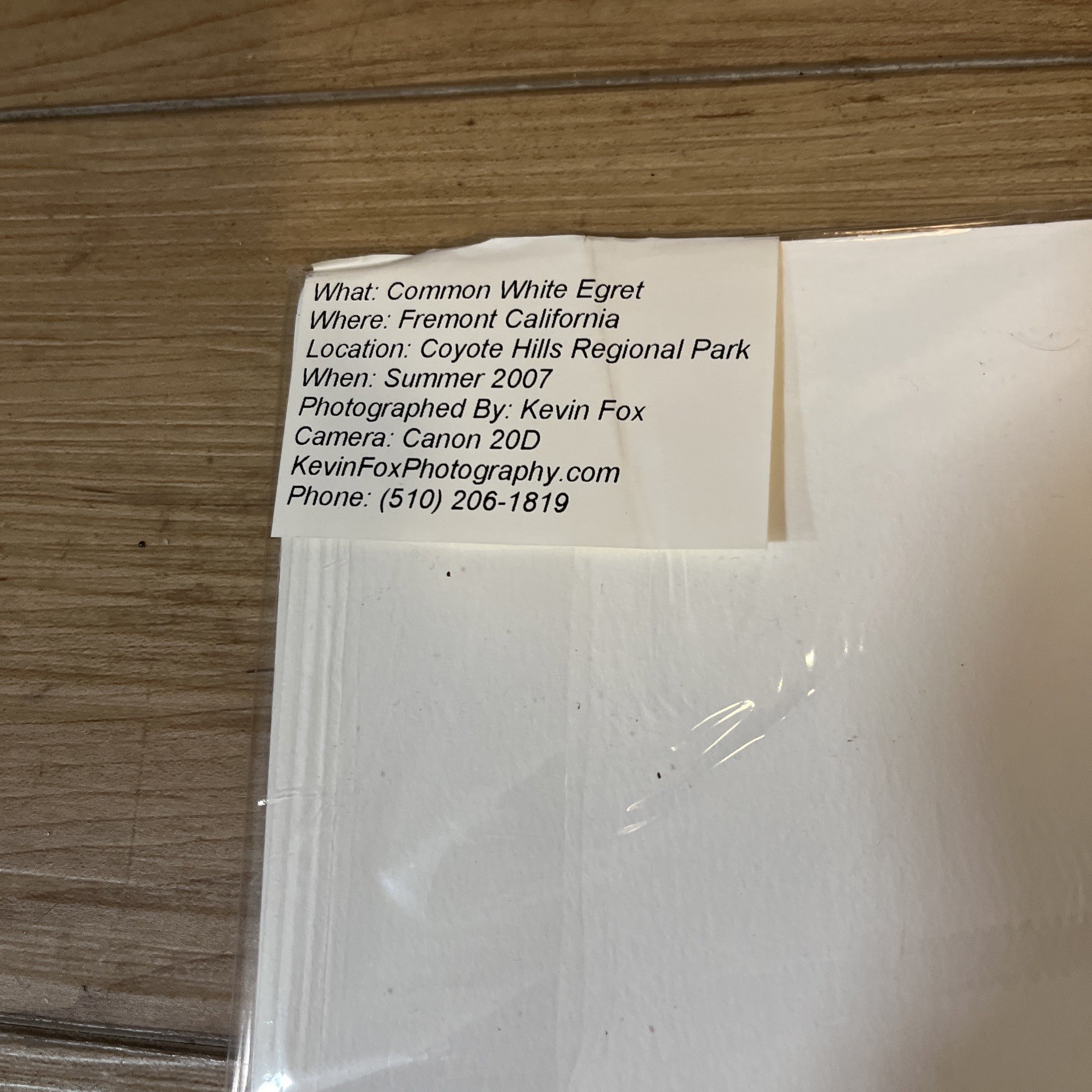 Common White Egret Matted Photo 16×20 Signed K. Fox Coyote Hills Regional Park