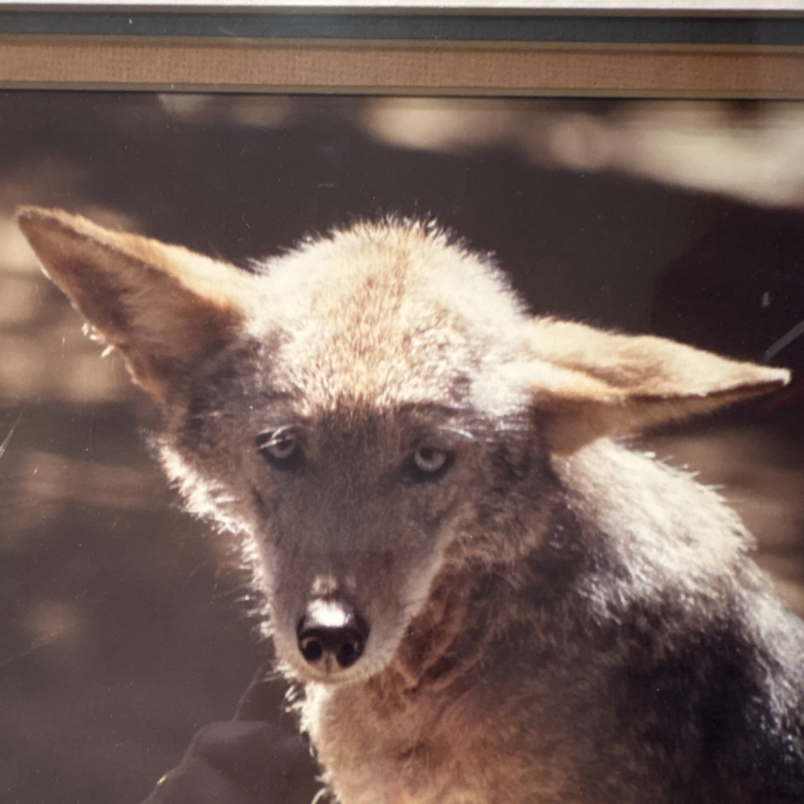 Gerry Lamarre Wildlife Photography Coyote Nature Art Print Framed Double Matted