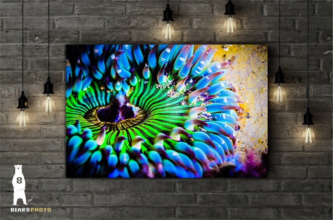 Sea Anemone – Colorful Underwater Photography Prints / Wall Art