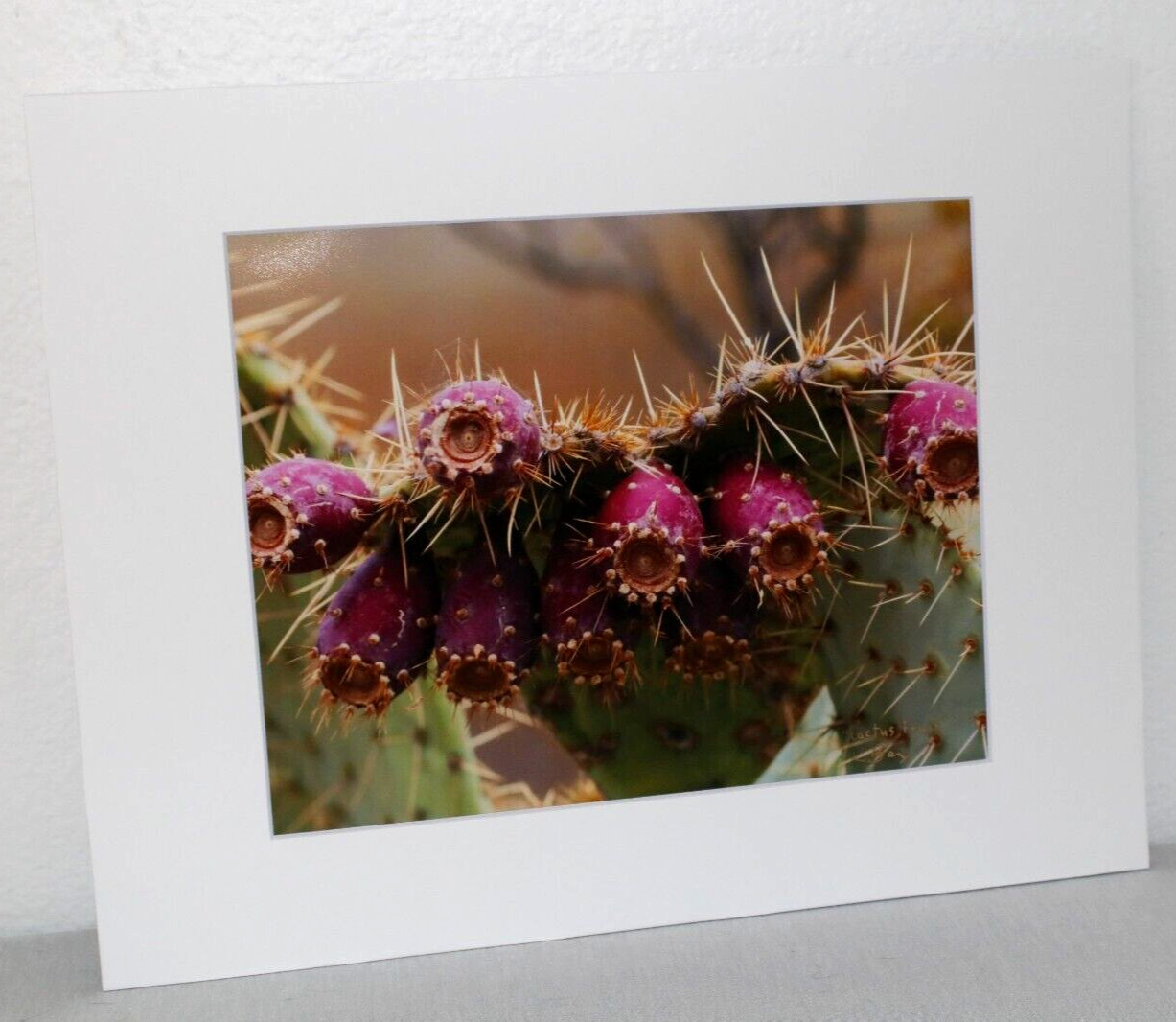 Prickly Pear Cactus Fruit Photo 8″ x 10″ in 11″ x 14″ Matte Signed by Kim Barry