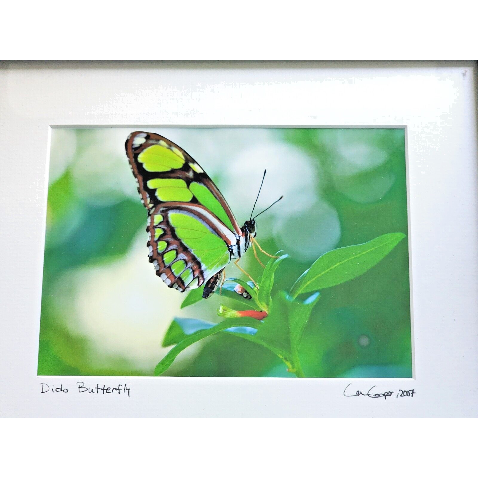 Signed Lance Cooper Dido Butterfly Framed Photo Print 2007 Nature Photography