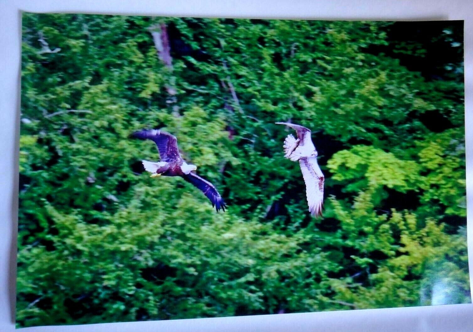 Amazing Bald Eagle chasing an Osprey in air over the river 12×18 unframed photo