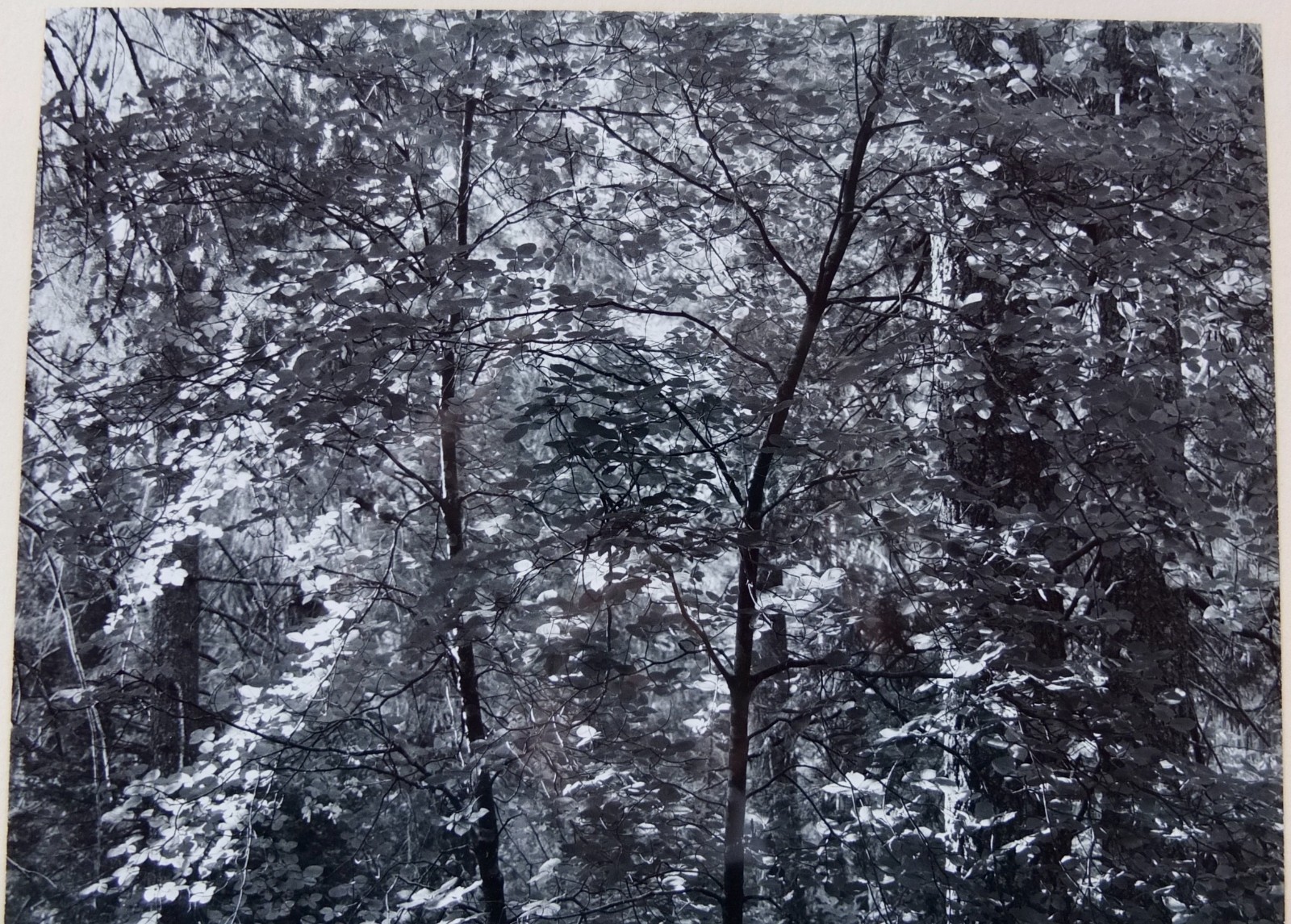 Robert (Bob) Werling 1968 Photograph Early Morning Light Pencil Signed In Frame