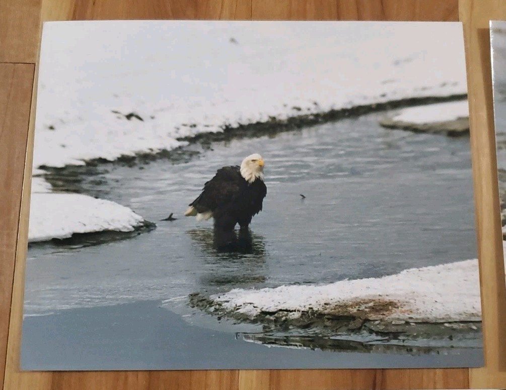 American Bald Eagle Print Pictures Lot of 3 Standing Nature Preserve Water 8×10