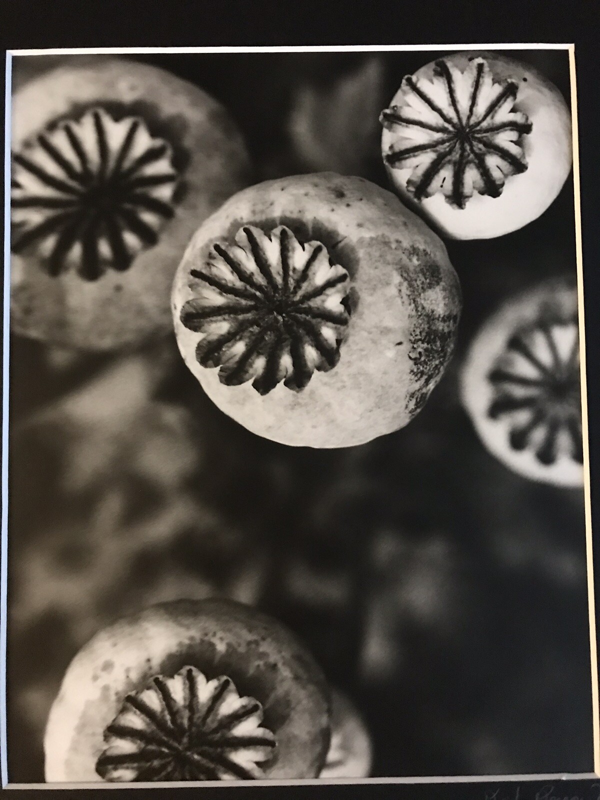 KRISTA ROSSOW SIGNED MODERN PHOTOGRAPHY MATTED OREGON ARTIST POPPY FLOWER NATURE