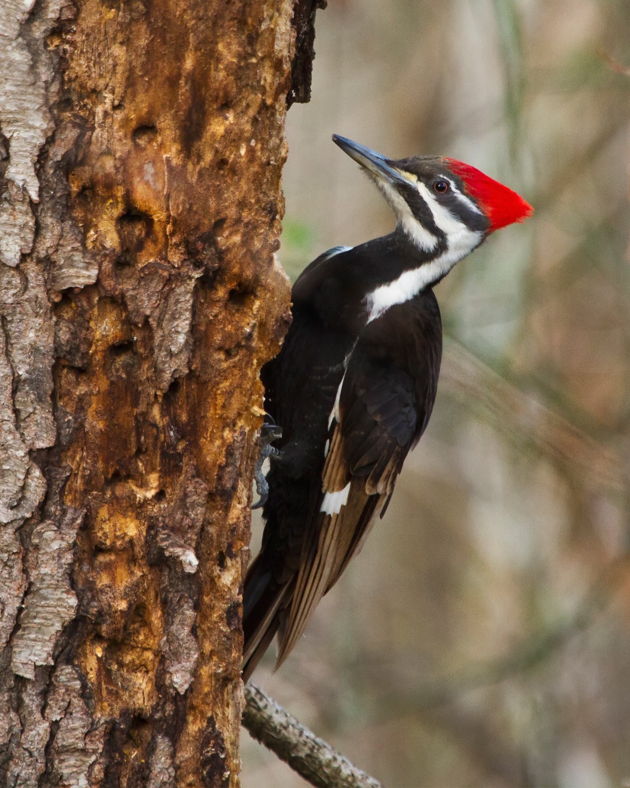 Pileated Woodpecker 8×10 8″x10″ Photograph Print