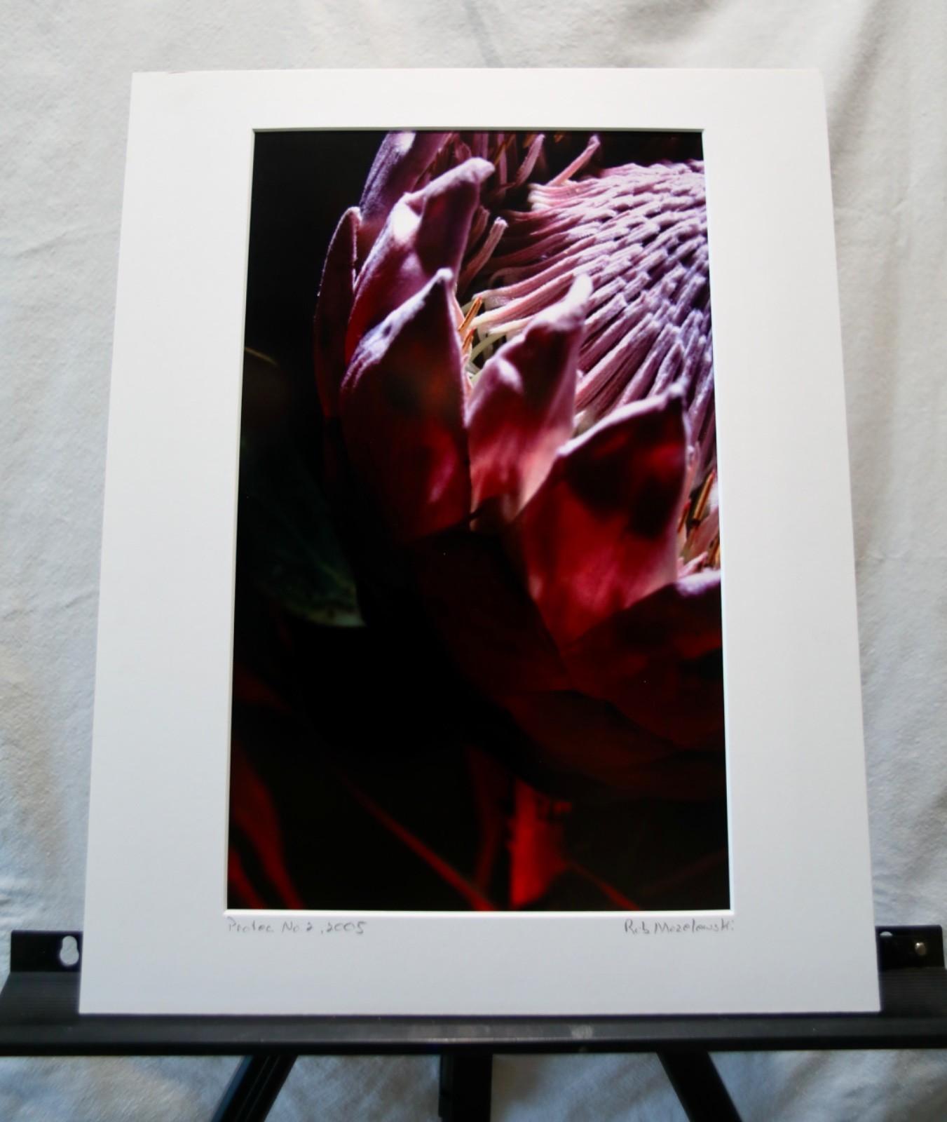 Original Photography Art Print “Protea No. 2”