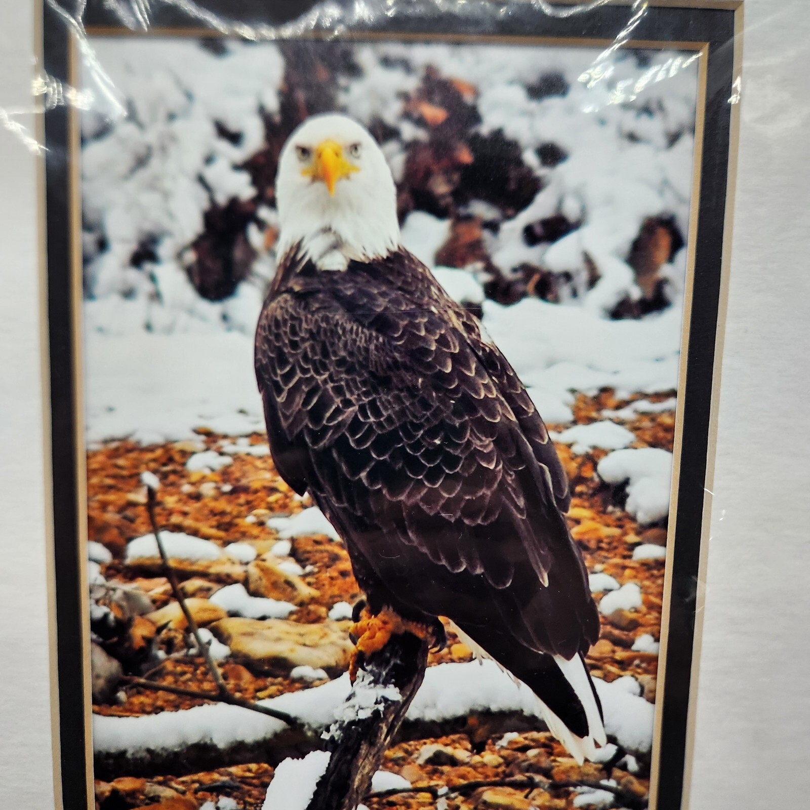 Bald Eagle Print Photo With Double Matte Signed Dennis Crider