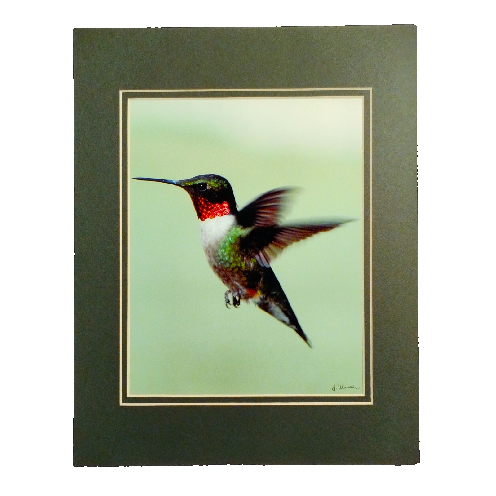Wall Art Ruby Throated Hummingbird 8×10 photo print 11×14 double mat