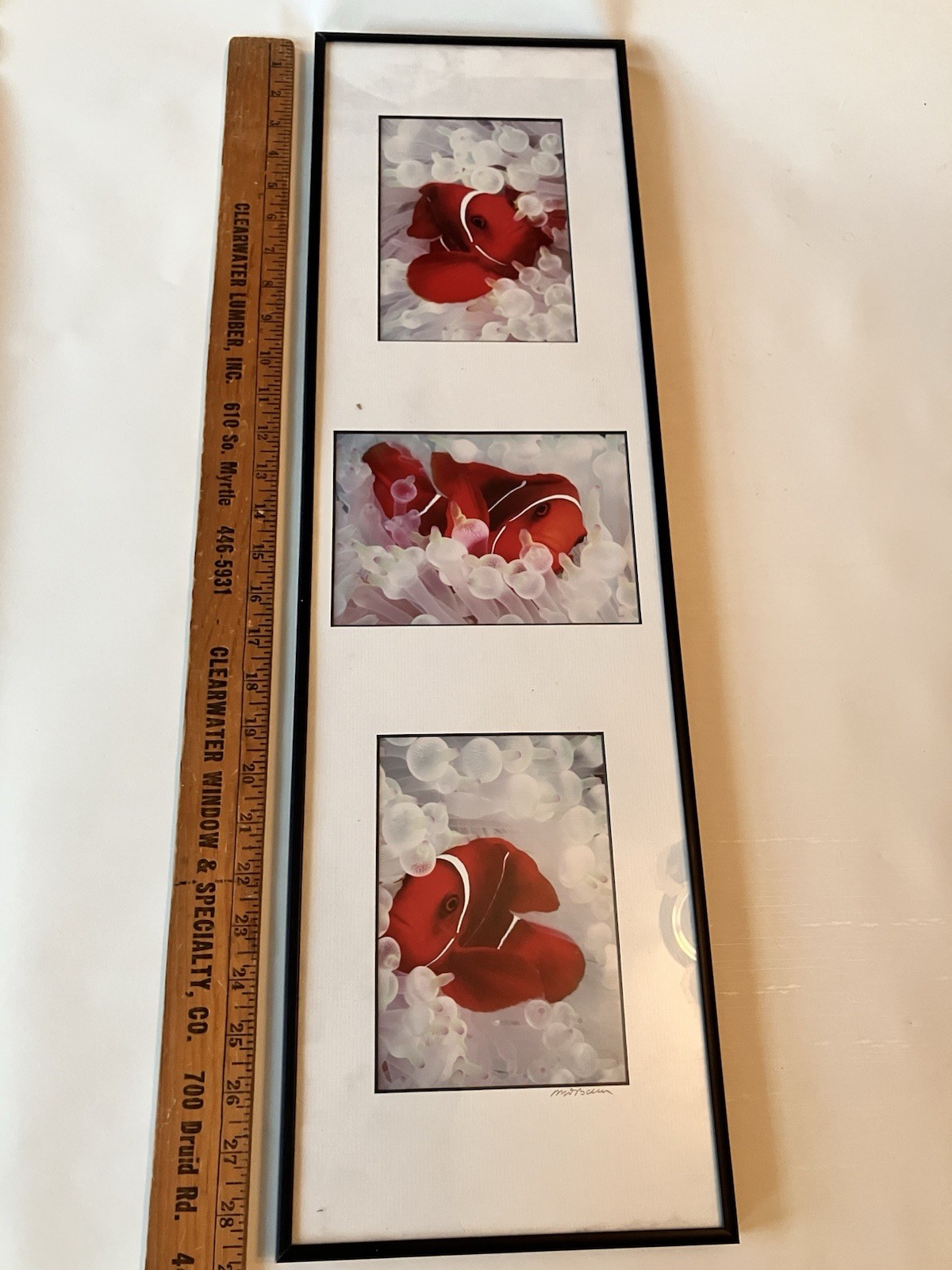 Vintage Clownfish In Bleached White Anemone Framed Photographs Signed Mike Bacon