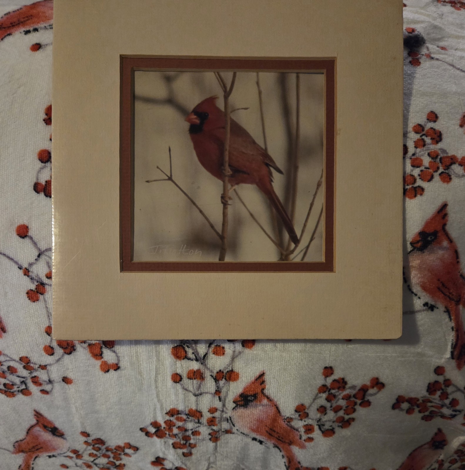 New Sealed John Fulton Original Photo Art Red Cardinal Numbered Signed 1988