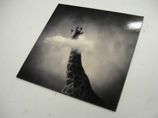Yellow Komer Certify Photograph Glrafe Limited Edition 20×20 cm #738 Beautiful
