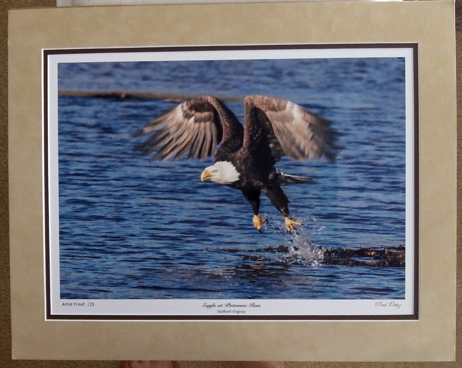 Eagle 16×20 Matted photograph, top mat suede, Beautiful NEW