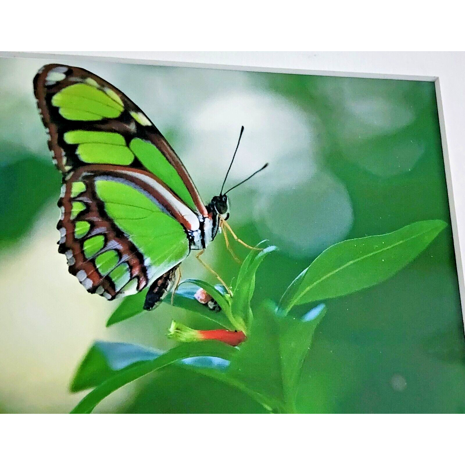 Signed Lance Cooper Dido Butterfly Framed Photo Print 2007 Nature Photography
