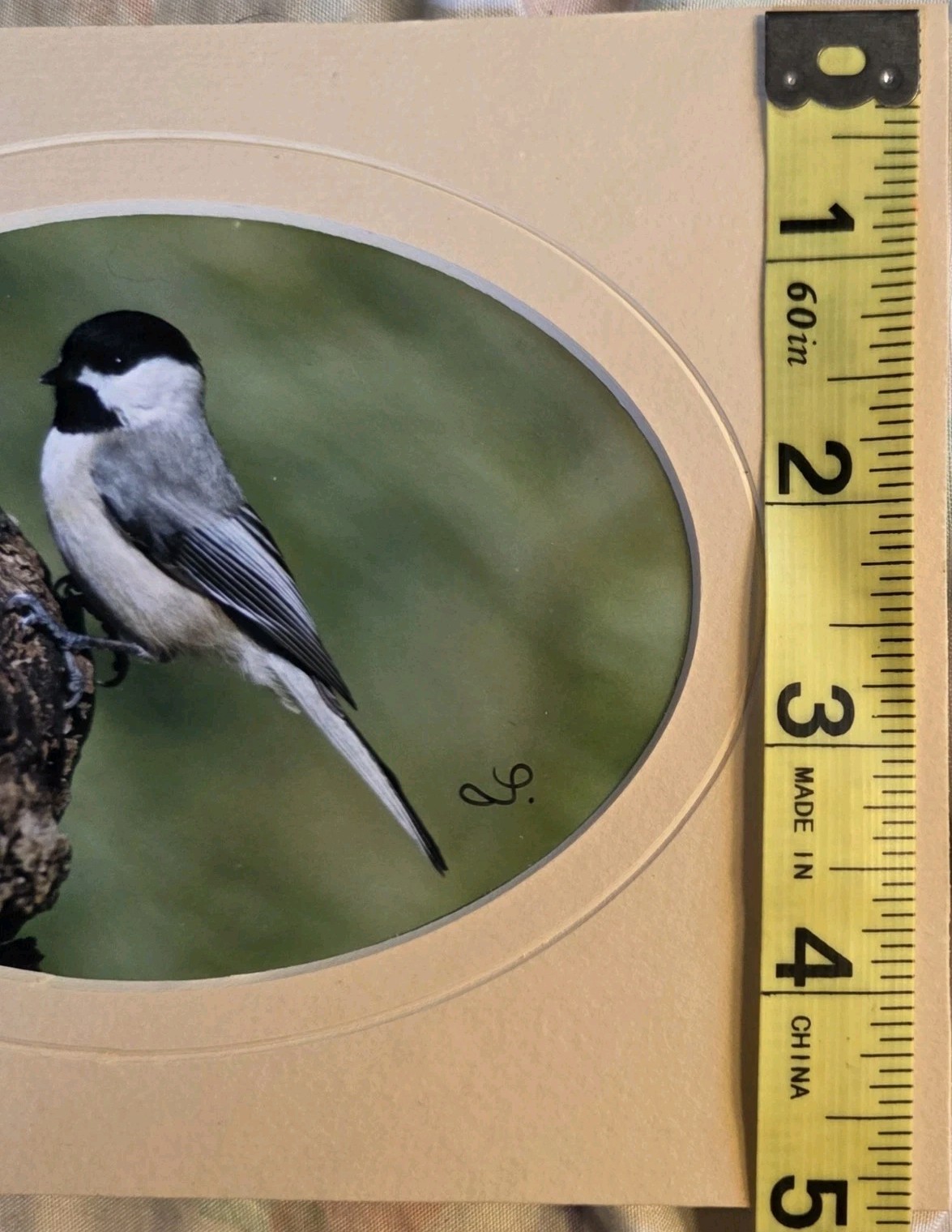 Chickadee Photograph Matted Bird In Tree Wildlife