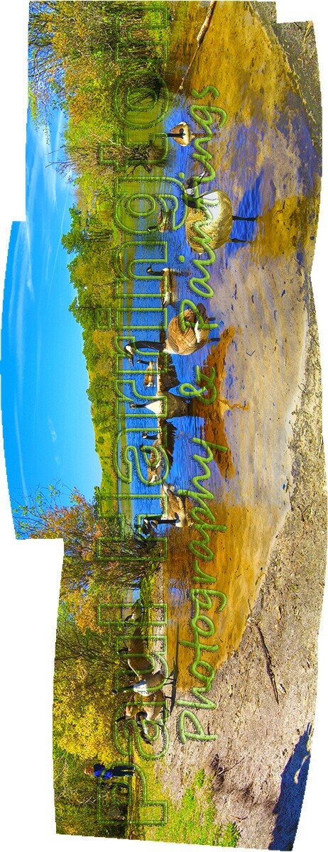 Ptown Provincetown Blackwater Pond Geese Photomontage