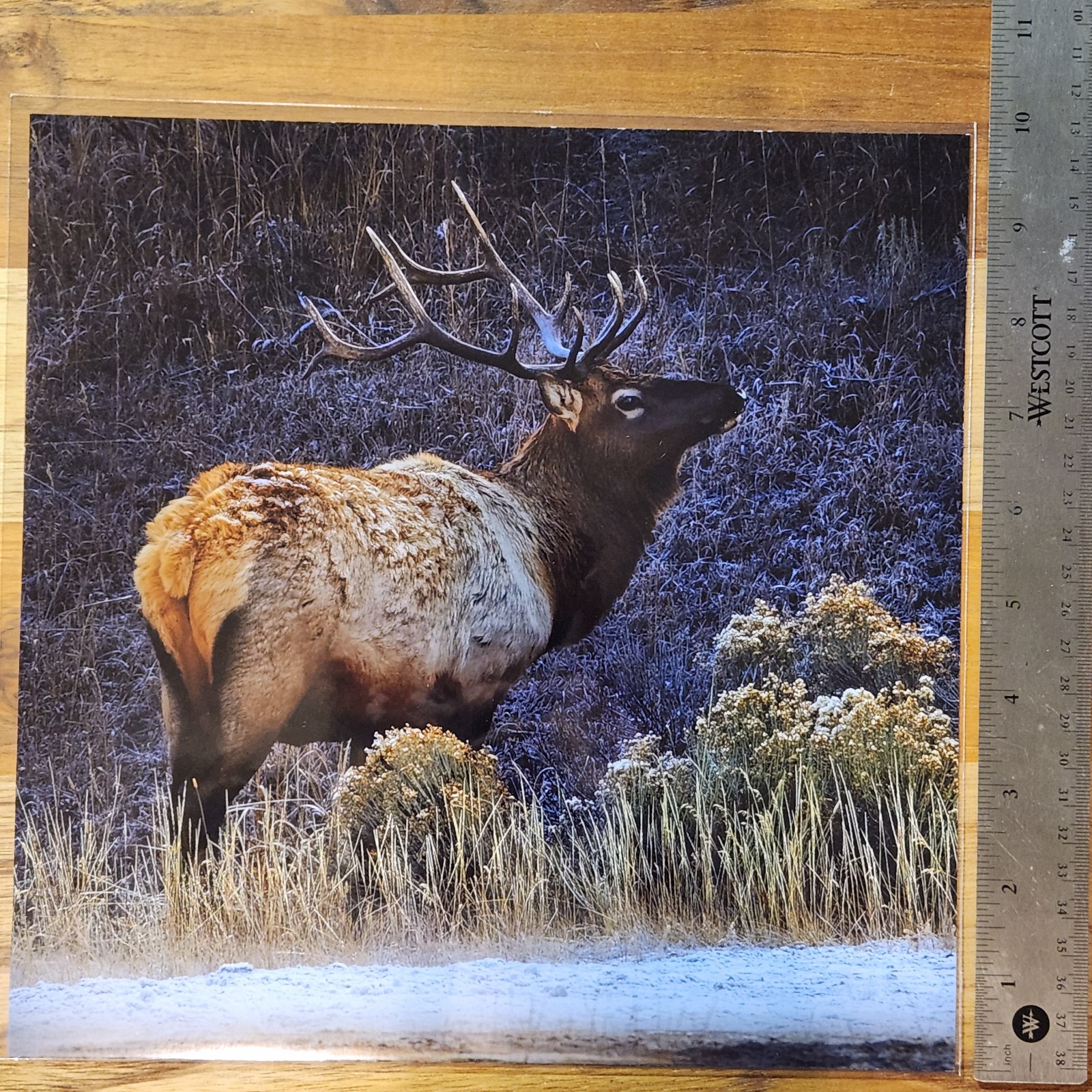 Nature Art Photography – ELK in Yellowstone winter – Signed Wildlife Print