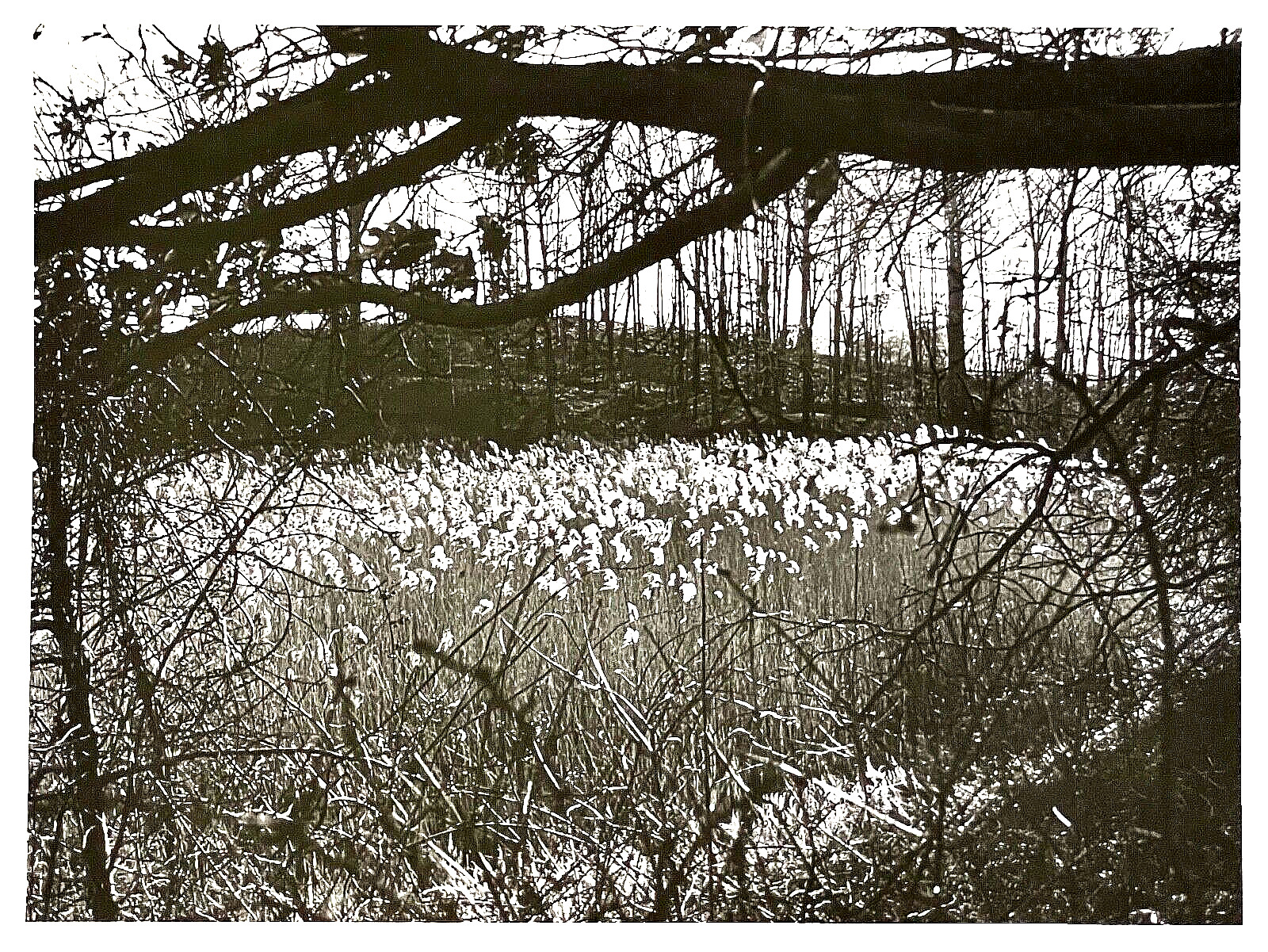 Original SIGNED N. JAY JAFFEE Gelatin Silver Photograph (Flowers in Landscape)
