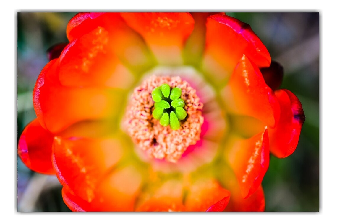 Echinocereus Coccineus (Scarlet Hedgehog Cactus) Flower – Fine Art Prints