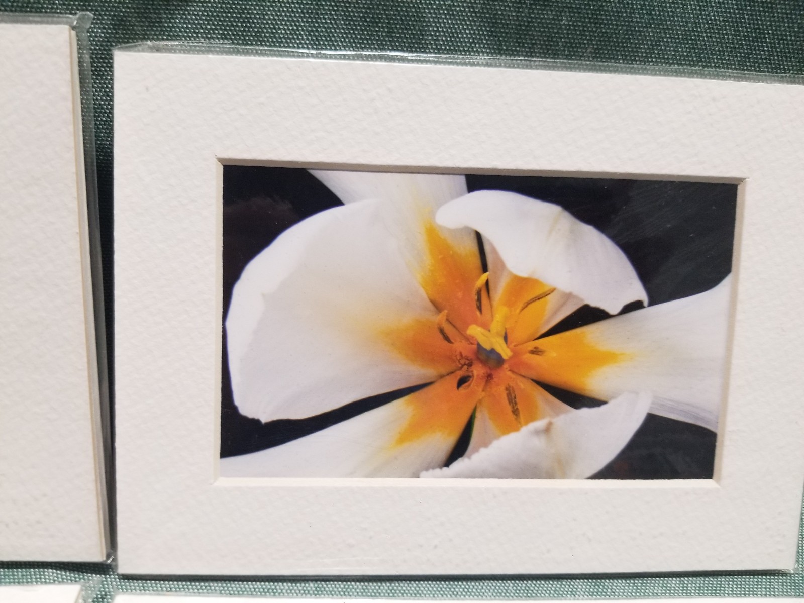 New Lot of 4 Matted 5×7 Photo Fine Art Print spring flower Tulip Yellow Red