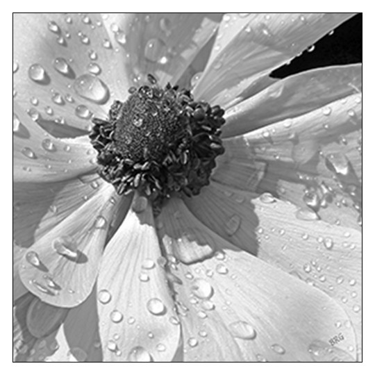 Anemone Poppy In Black And White 12″x12″ Floral Botanical Fine Art Print