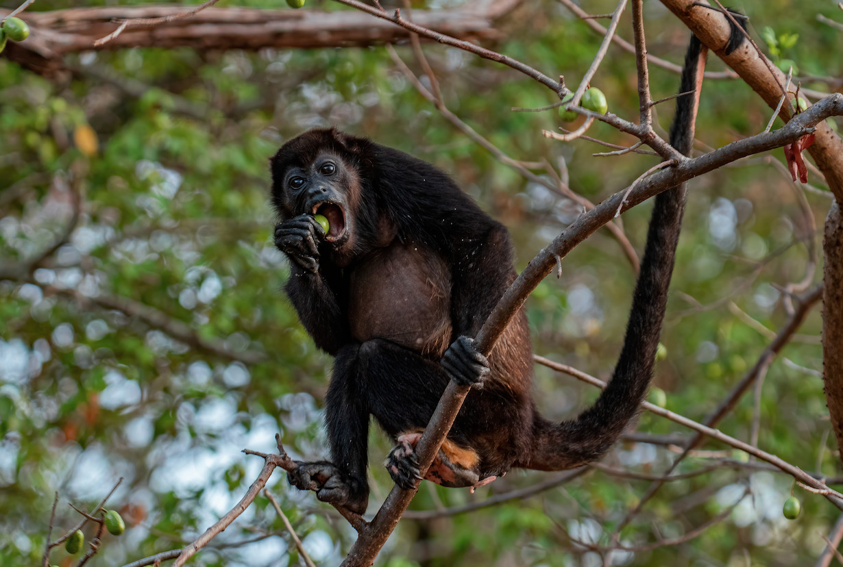 Howler Monkey Eating a Mango