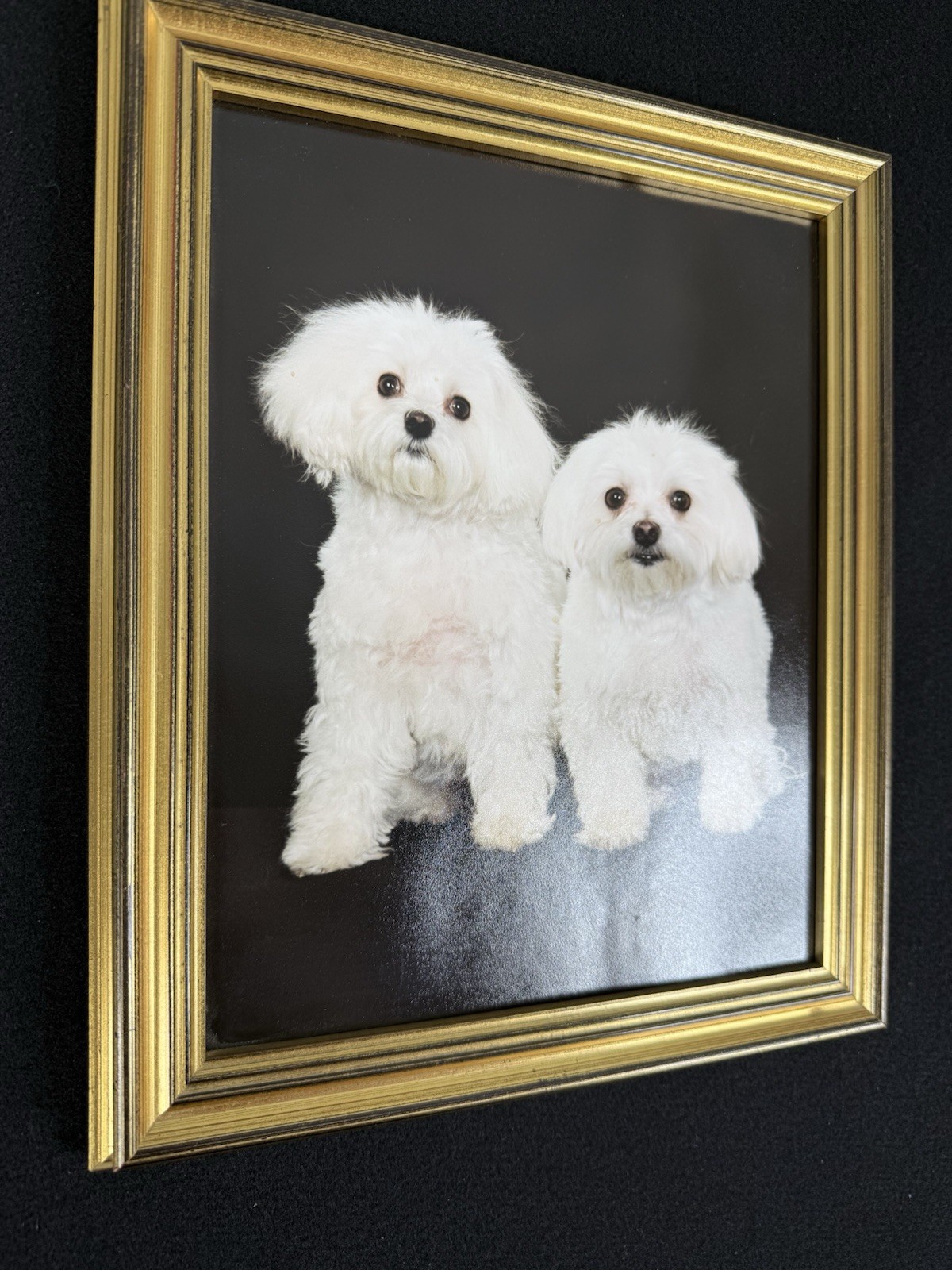 Vtg Original Framed Portrait White Maltese Dogs Gold Color Wood Ready To Hang