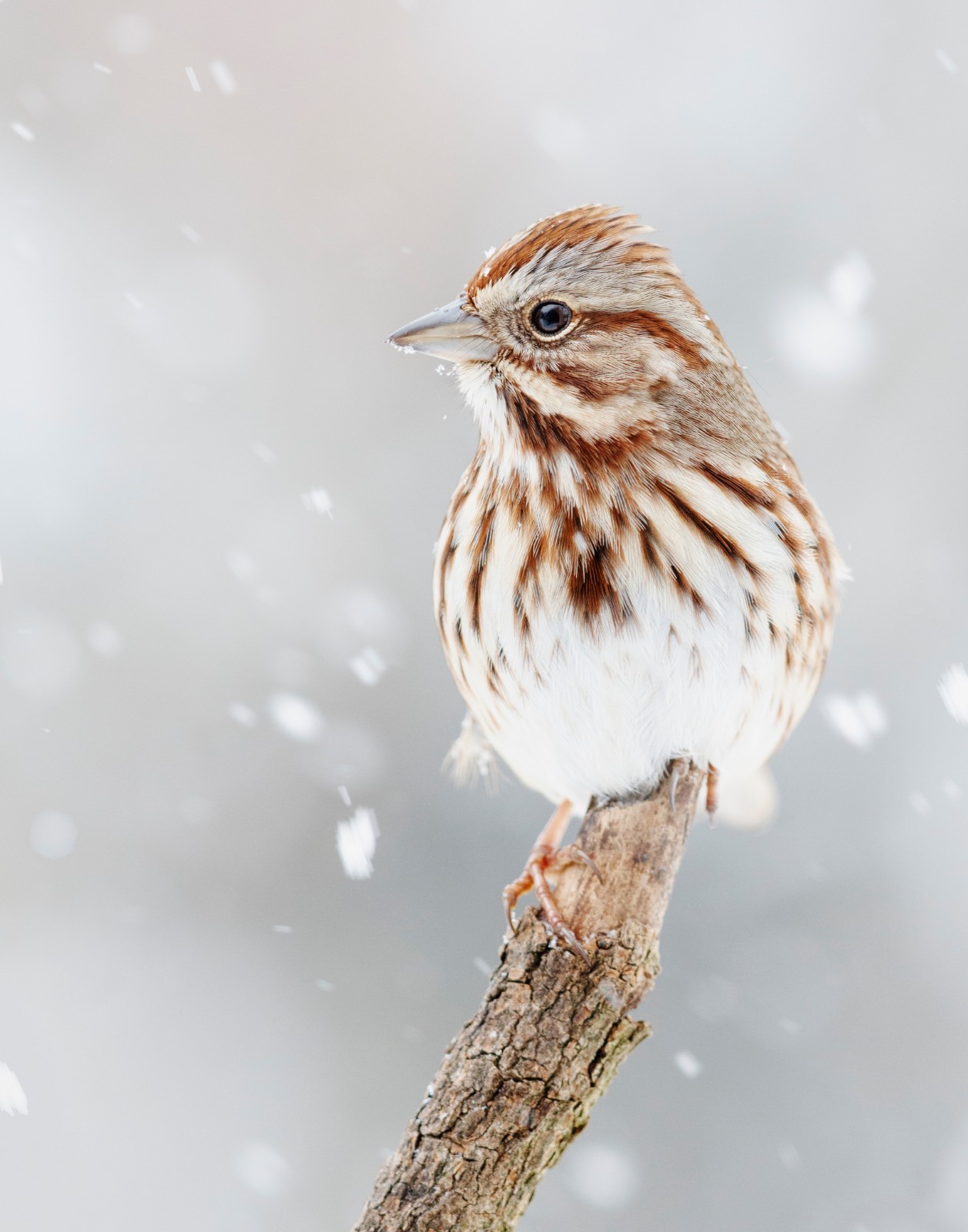 Song Sparrow in Snow 11×14 Photograph Print 11″x14″