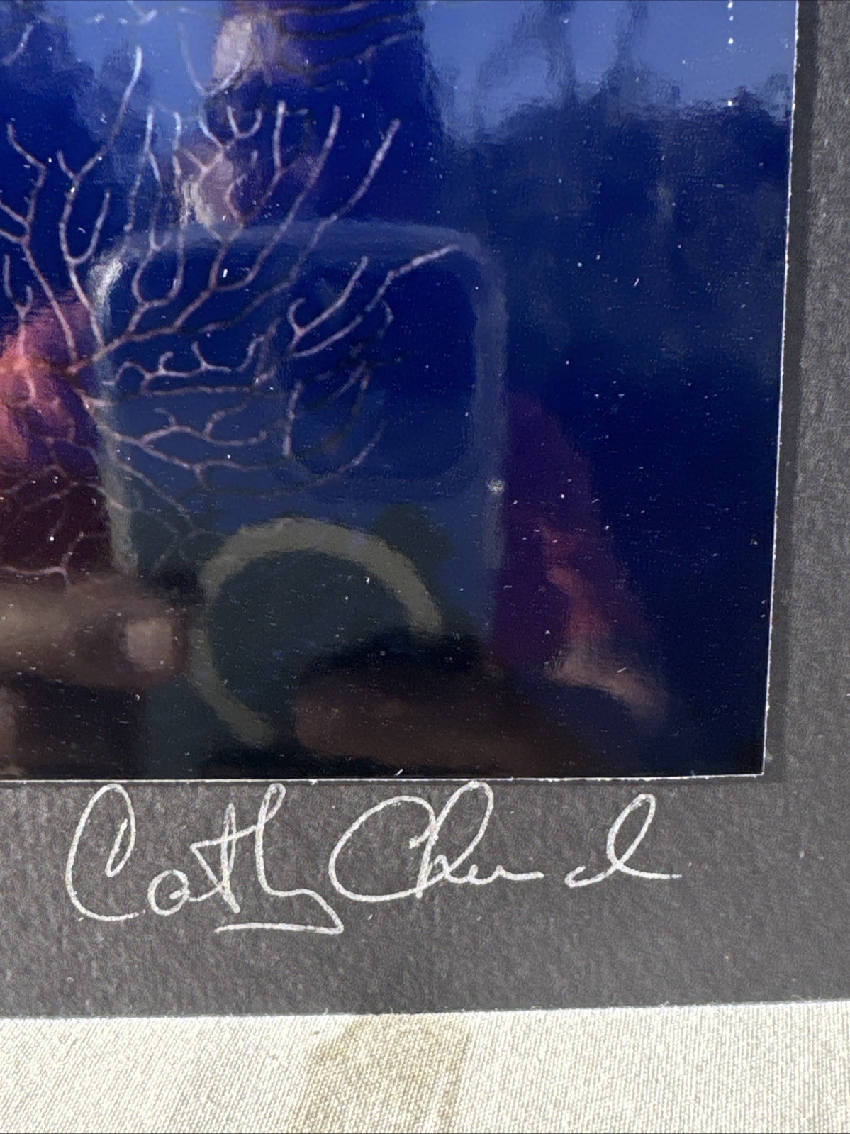CATHY CHURCH Photograph “Gray Angels on Sunset Reef” 10″x8” Signed on Board