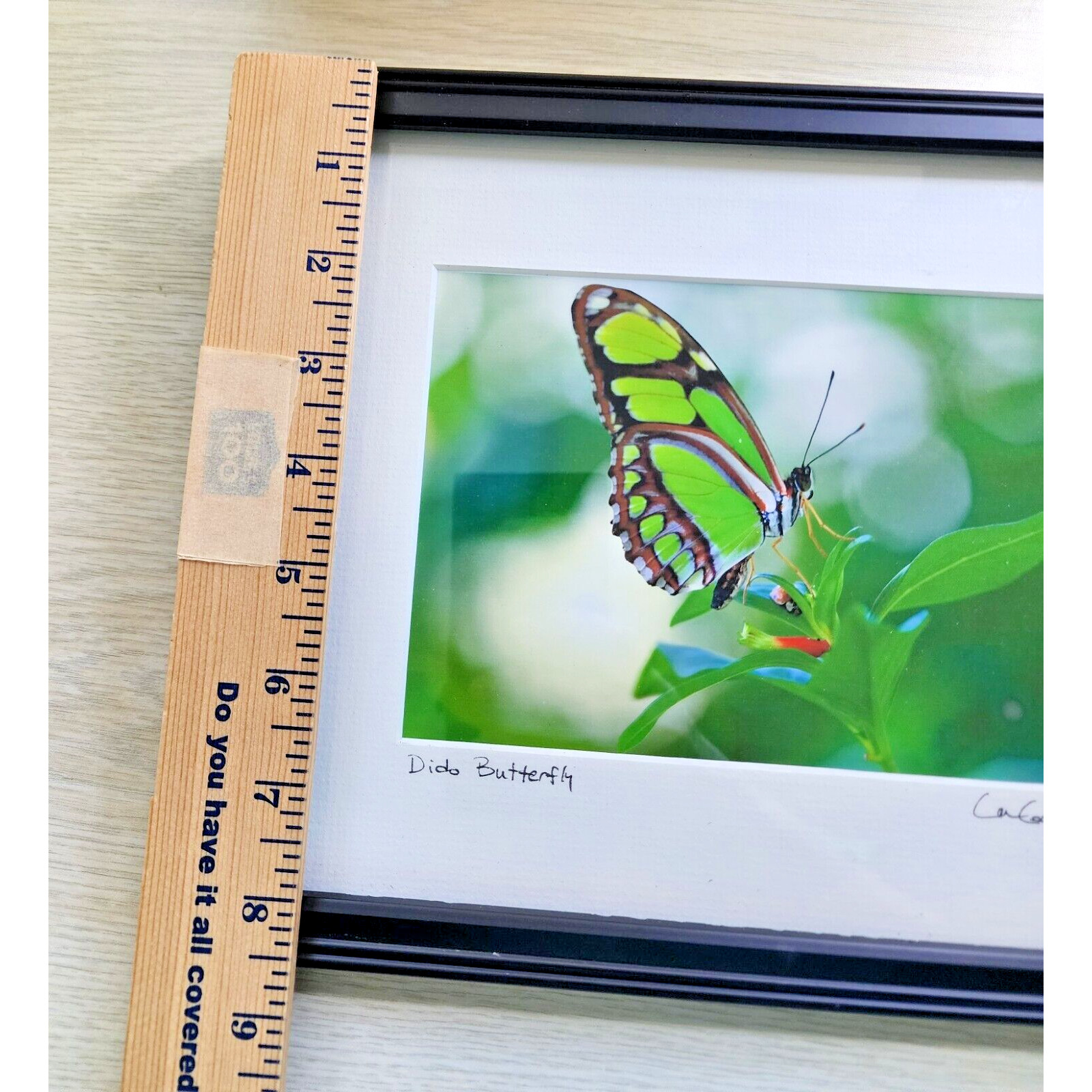 Signed Lance Cooper Dido Butterfly Framed Photo Print 2007 Nature Photography
